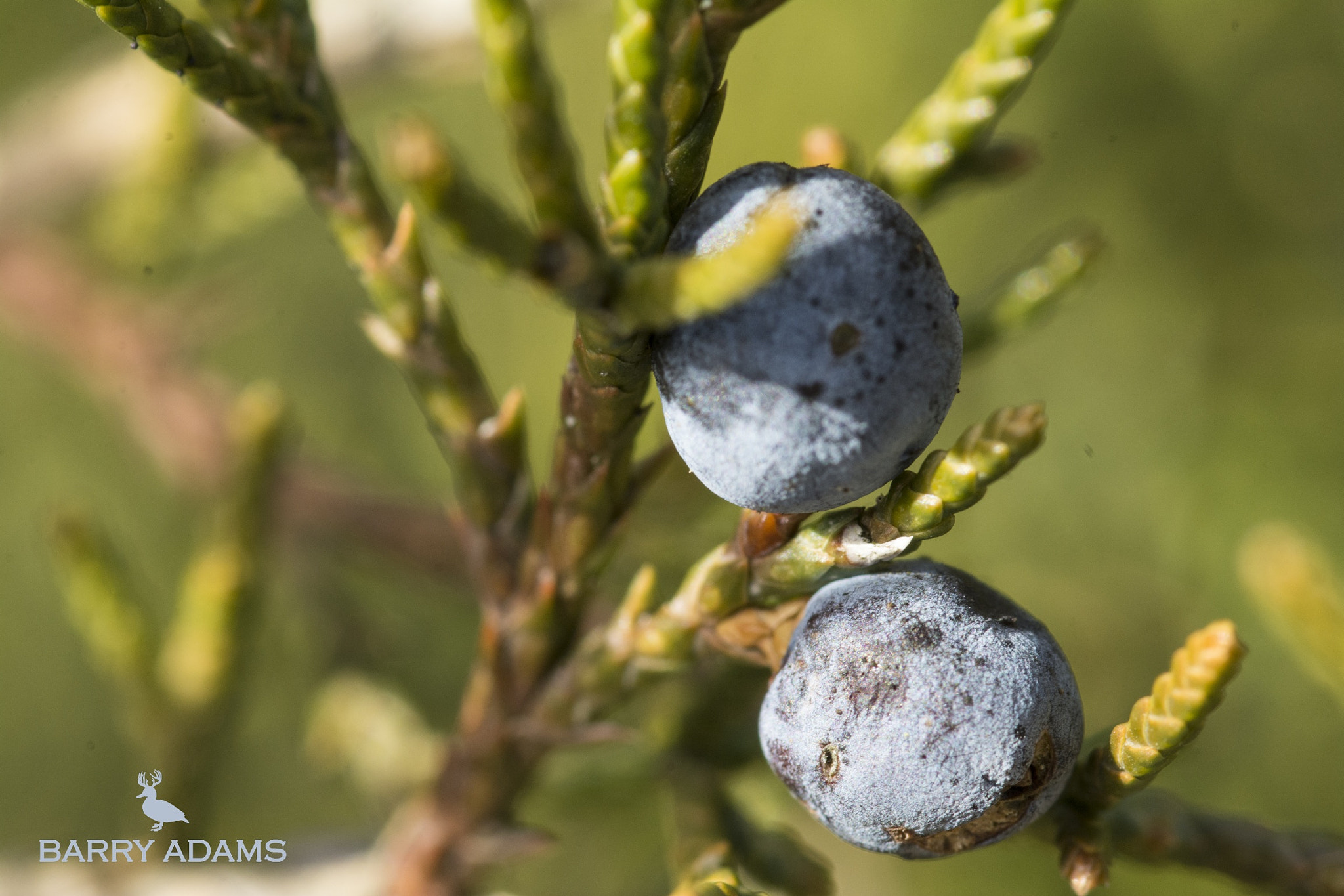 Nikon D7100 + Tokina AT-X Pro 100mm F2.8 Macro sample photo