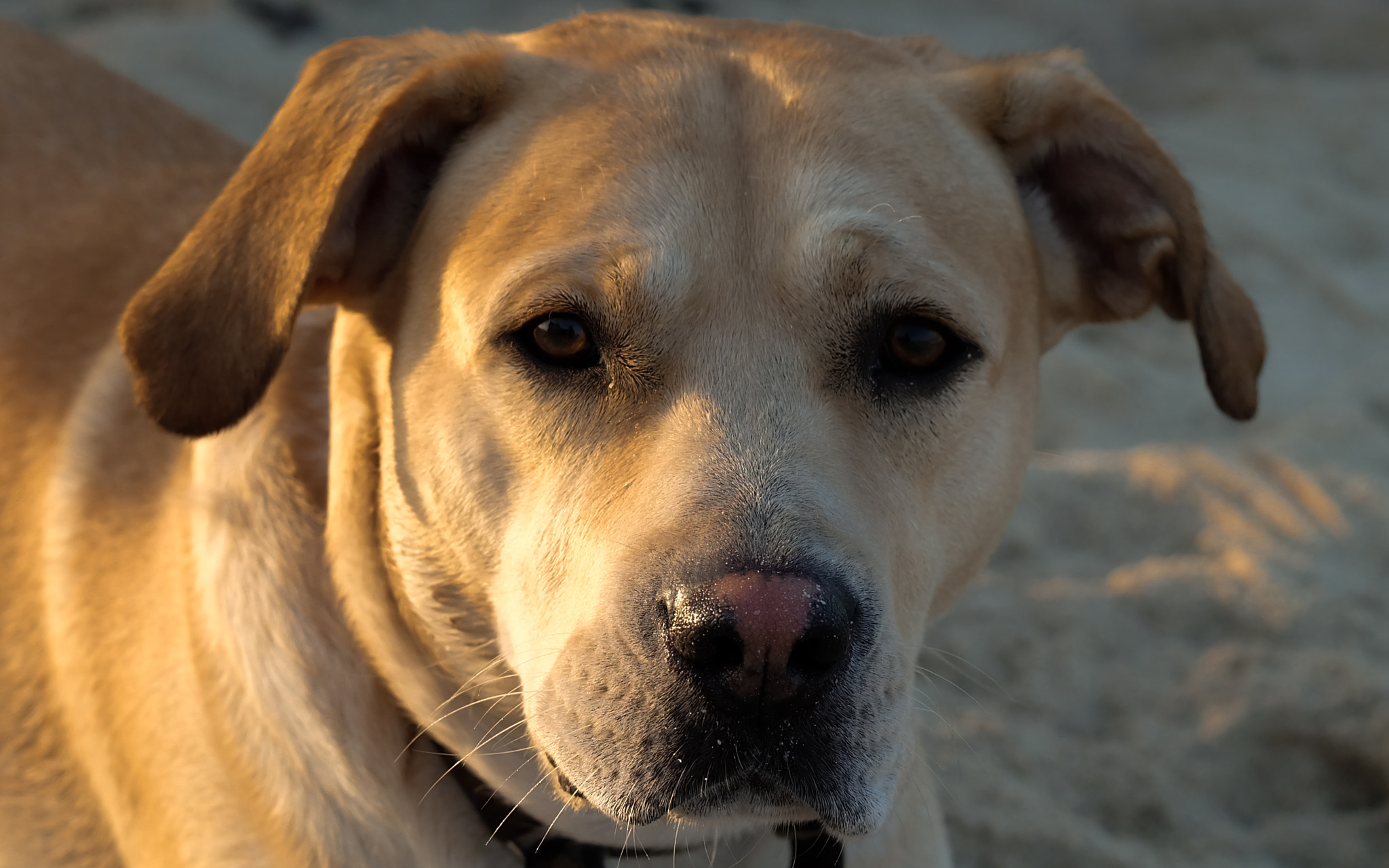 Fujifilm X-A1 + Fujifilm XC 50-230mm F4.5-6.7 OIS sample photo. Bokkie photography