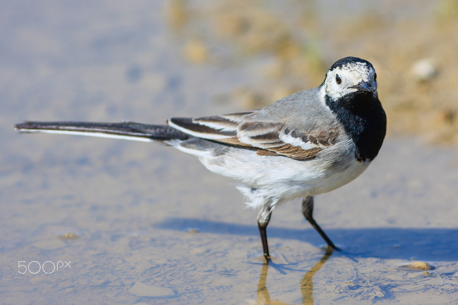 Canon EOS 40D + Canon EF 300mm f/2.8L sample photo. White wagtail 2 photography