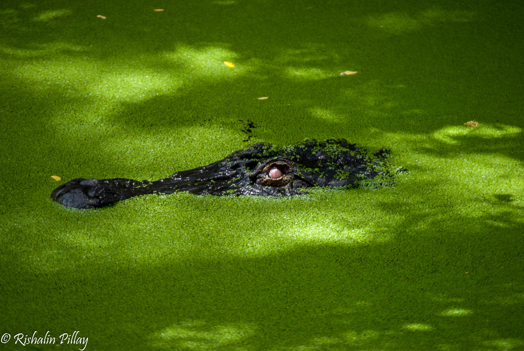Nikon D3000 sample photo. Just lying and waiting.. photography