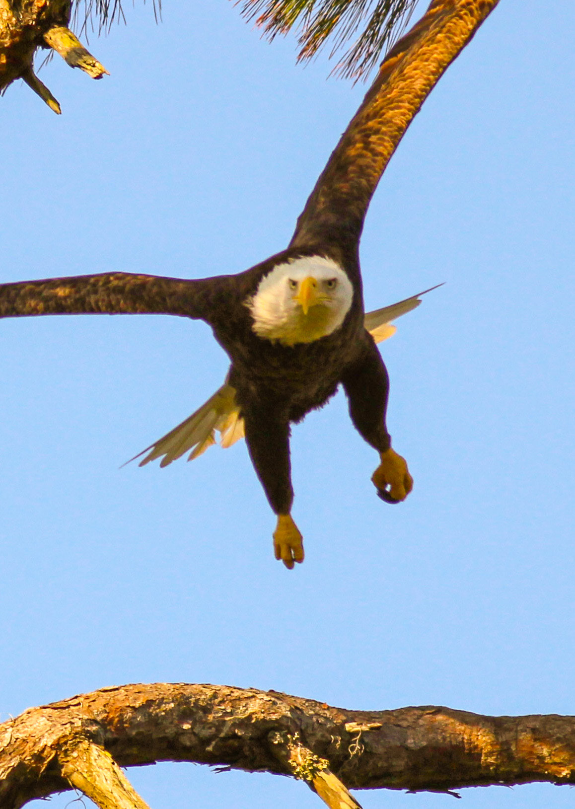 Canon EOS 600D (Rebel EOS T3i / EOS Kiss X5) + Canon EF 400mm F5.6L USM sample photo. Eagle florida ussbaldea photography