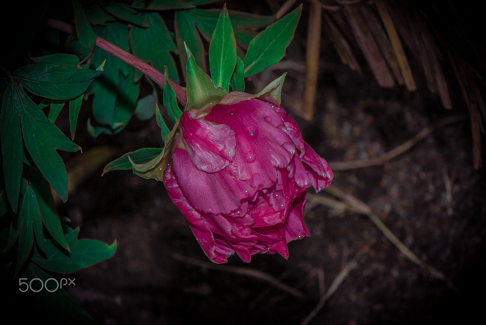 Nikon AF-S Micro-Nikkor 105mm F2.8G IF-ED VR sample photo. Cold camellia 2 photography