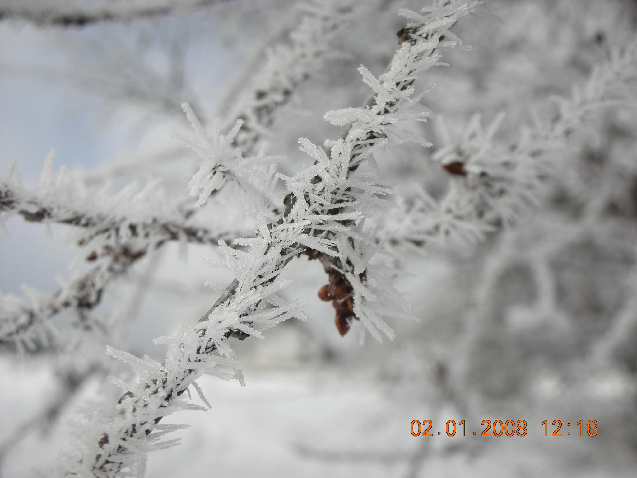 Nikon COOLPIX S6 sample photo. Winter frost photography