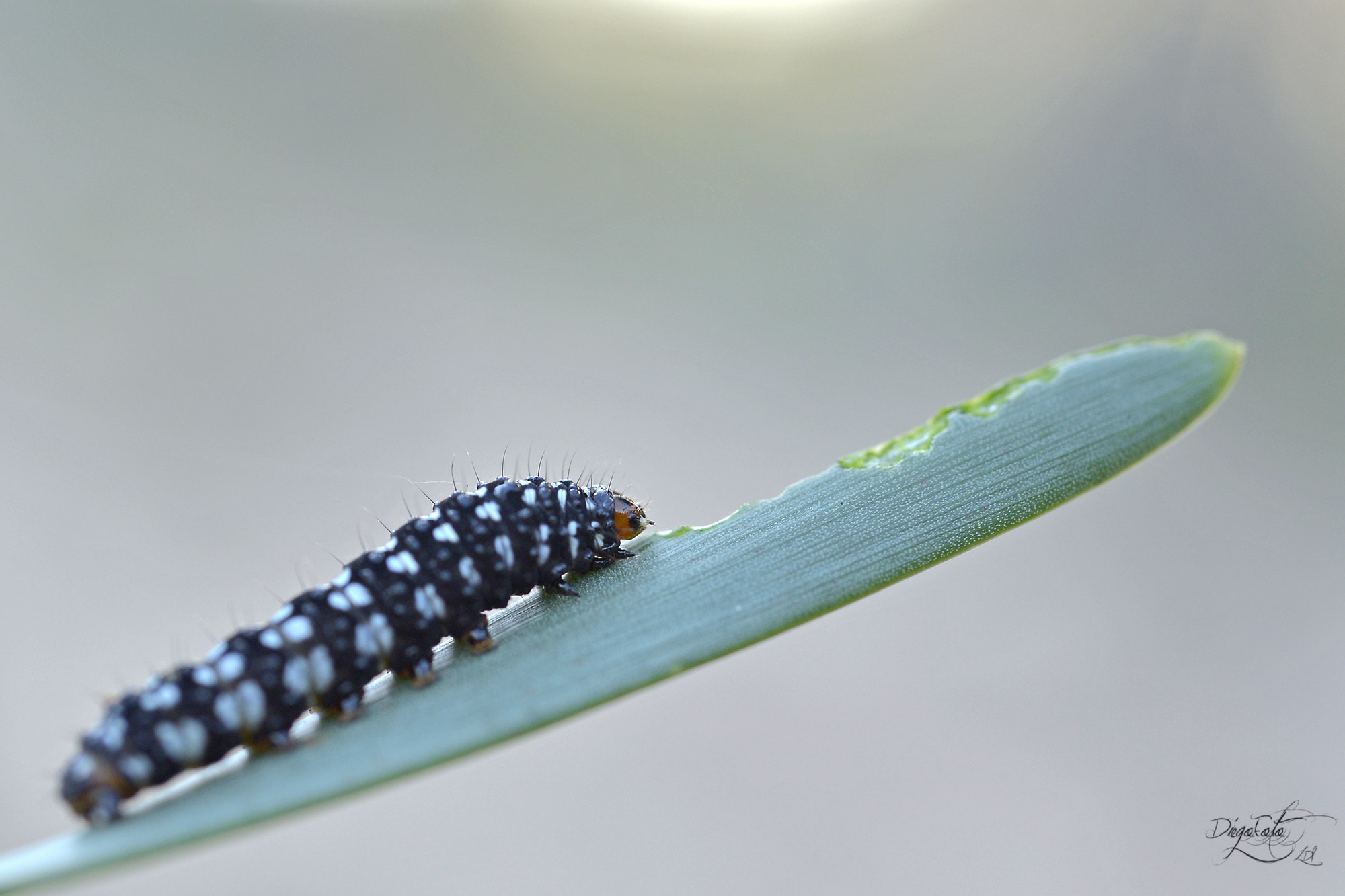 Nikon D610 + Nikon AF Micro-Nikkor 60mm F2.8D sample photo. Gusano (brithys crini) sobre lirio o azucena de ma photography