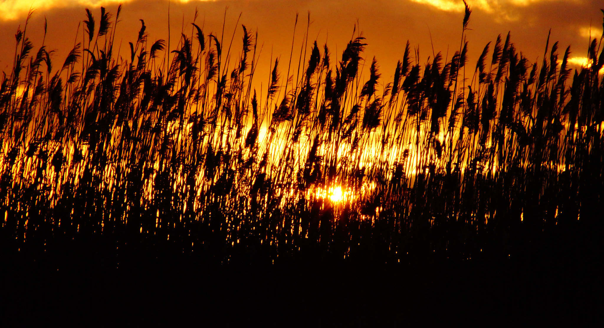 Sony 75-300mm F4.5-5.6 sample photo. Marshlandsunrise photography