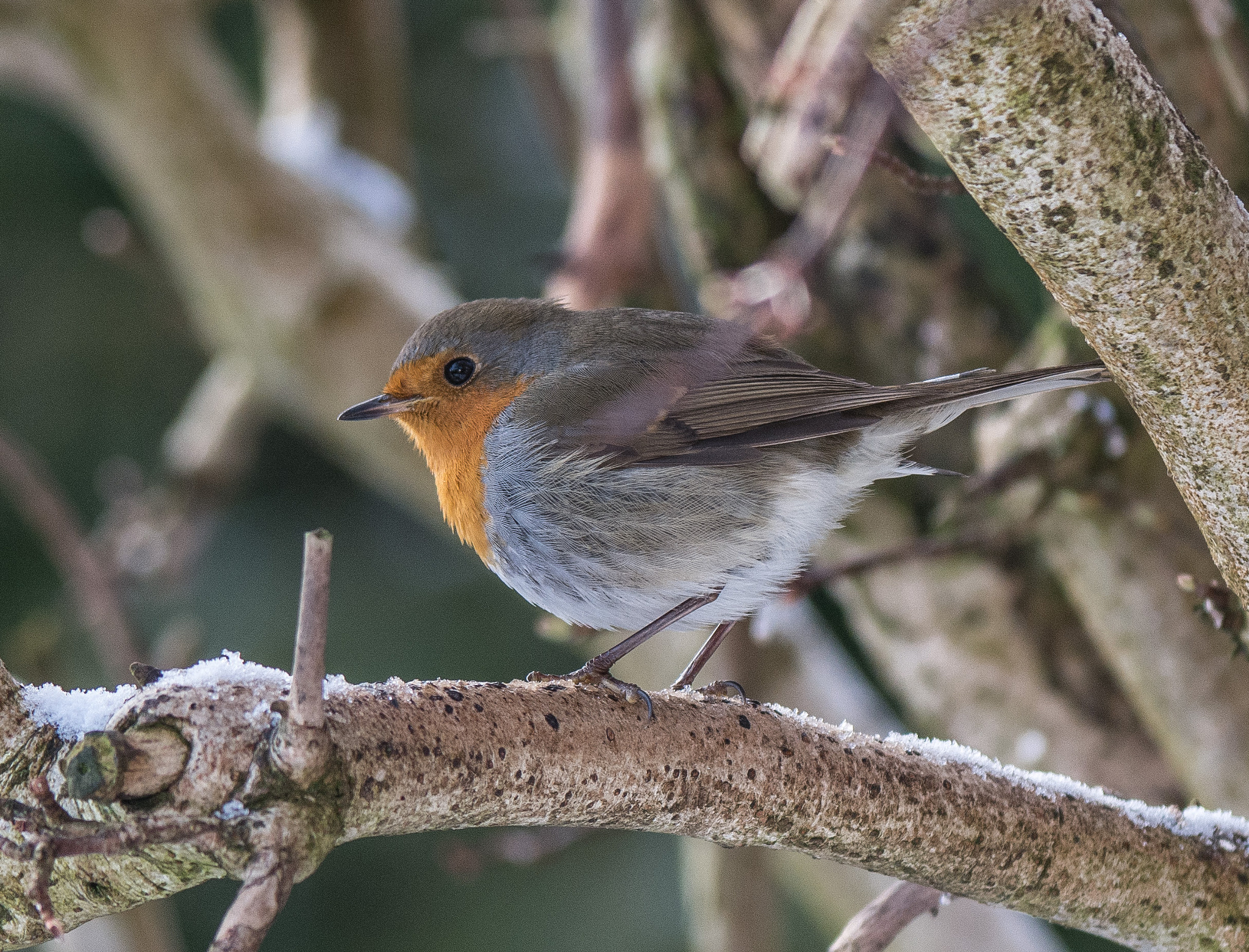 Nikon D7100 + Nikon AF-S Nikkor 200-400mm F4G ED-IF VR sample photo. Robin in the cold photography