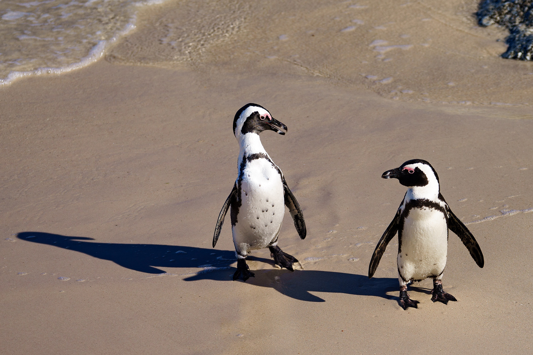 Sony 70-300mm F4.5-5.6 G SSM sample photo. Penguins debating photography