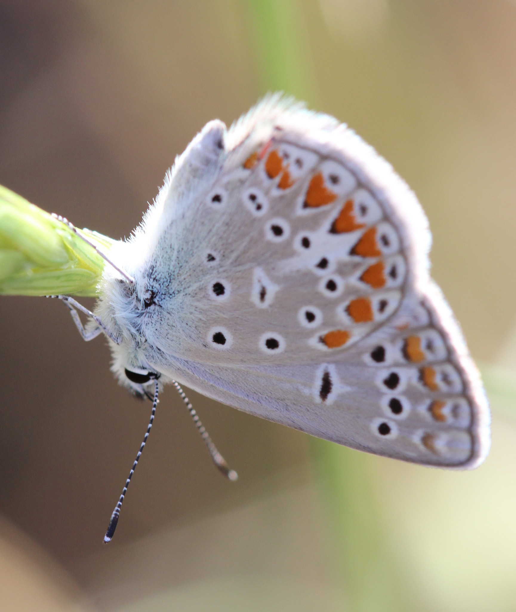 Canon EF 100mm F2.8 Macro USM sample photo. Upside down common blue butterfly photography