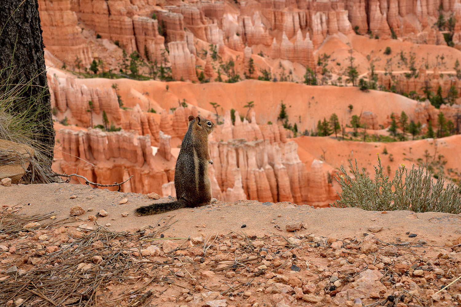 Sigma 24-70mm F2.8 EX DG HSM sample photo. Bryce canyon's guardian photography