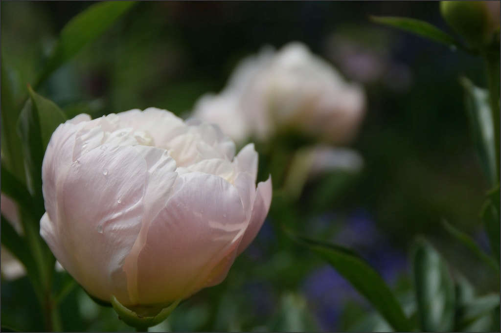 Sony Alpha DSLR-A290 sample photo. Sometime in  spring photography