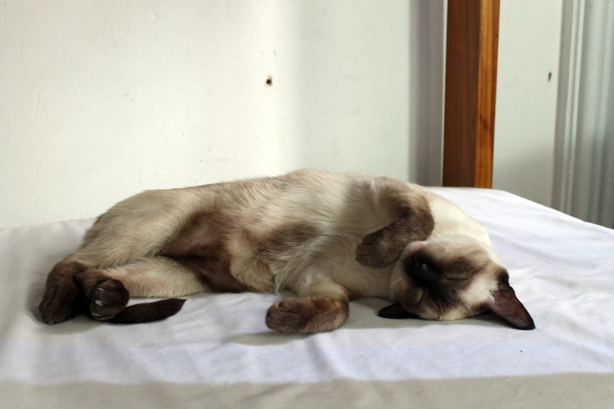 Canon EOS 1100D (EOS Rebel T3 / EOS Kiss X50) sample photo. Purr photography