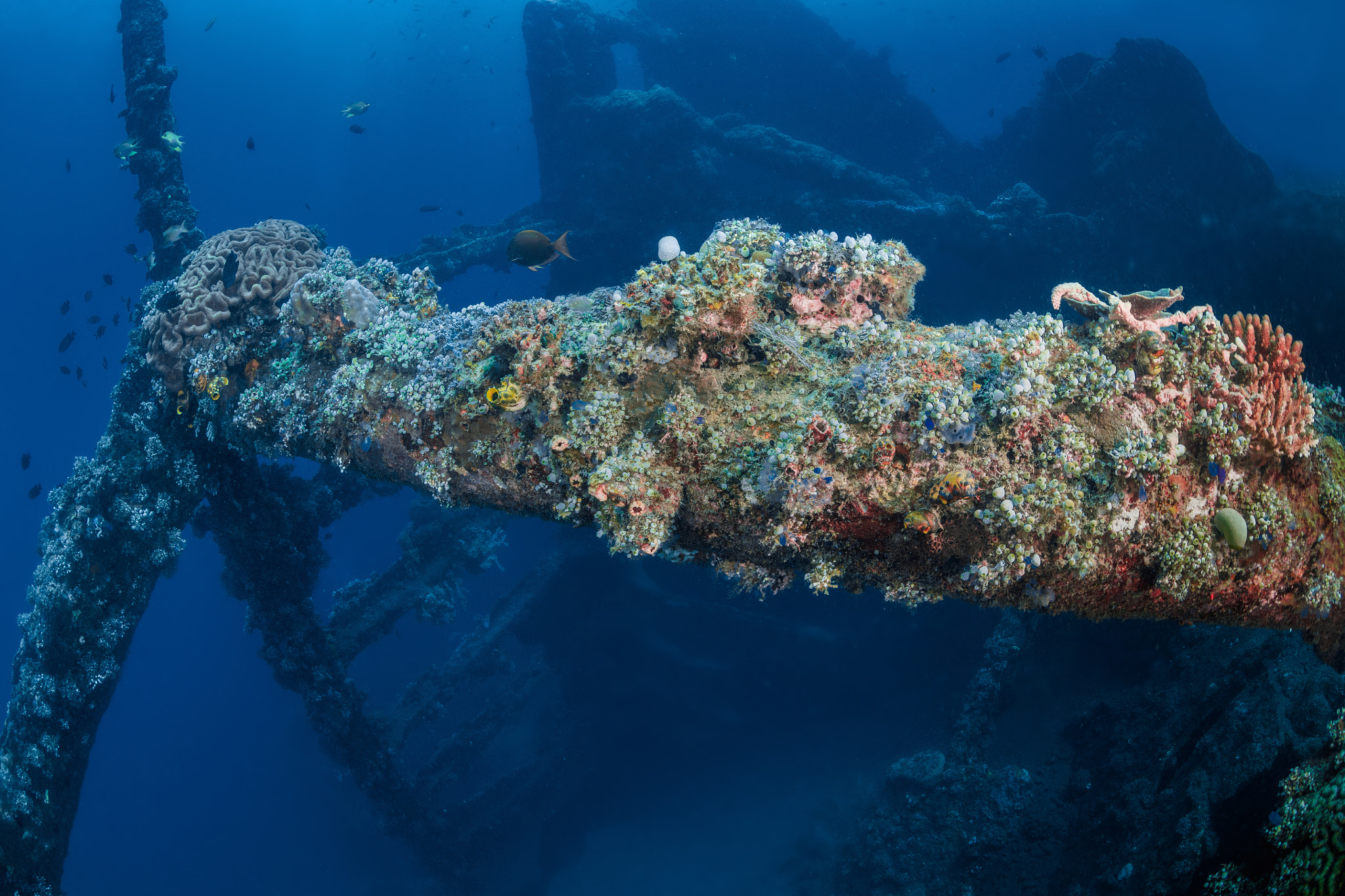 Canon EOS 5DS R + Canon EF 8-15mm F4L Fisheye USM sample photo. Tulamben, bali, ss liberty wreck photography