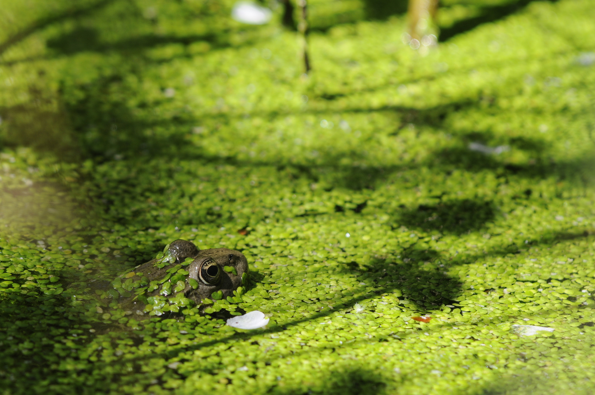 Nikon D300 sample photo. Pelophylax sp photography