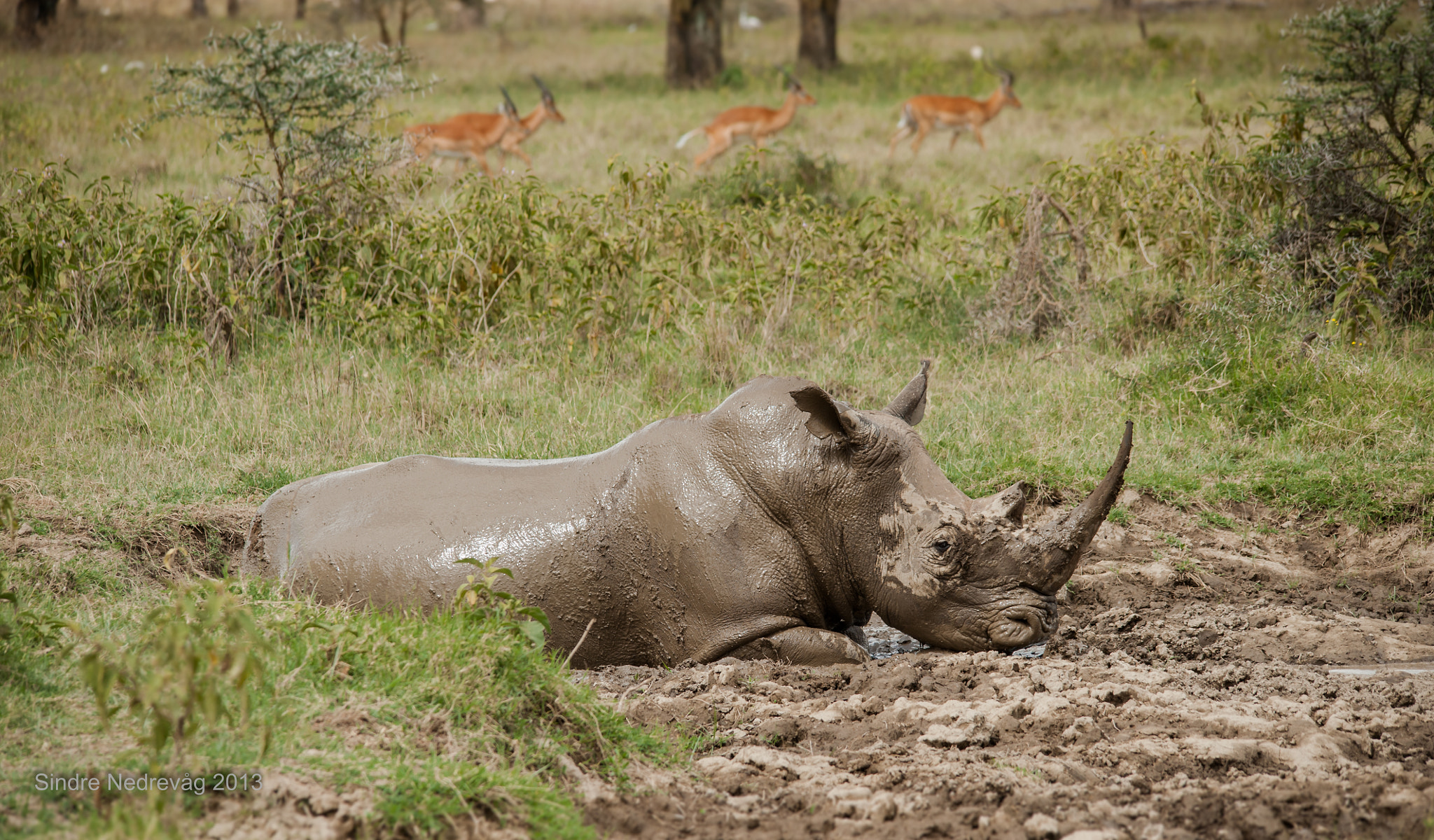 Nikon D700 + Sigma 150-500mm F5-6.3 DG OS HSM sample photo. Nakuru grey rhino photography