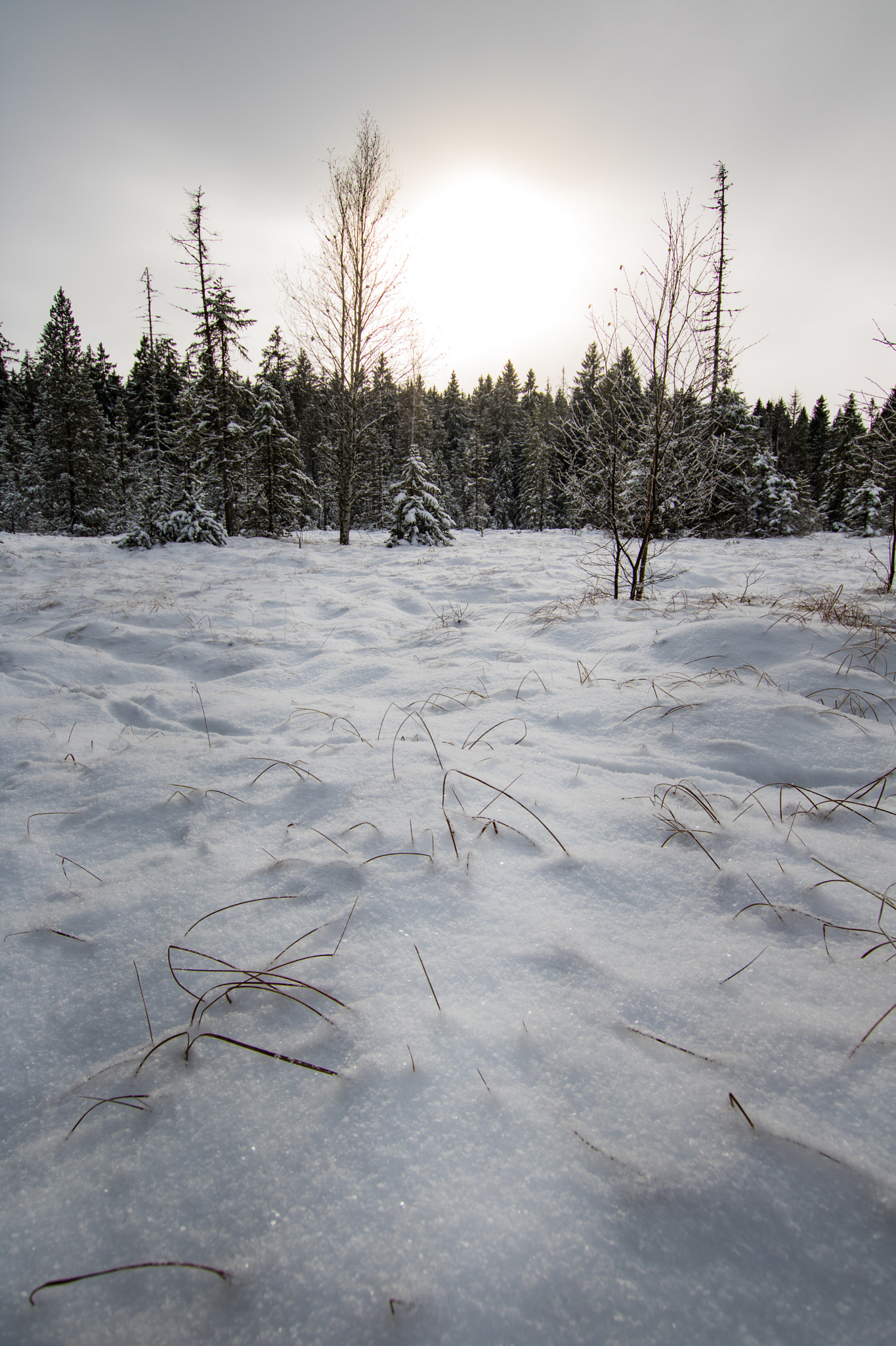 Sigma 10-20mm F3.5 EX DC HSM sample photo. Snowscape photography
