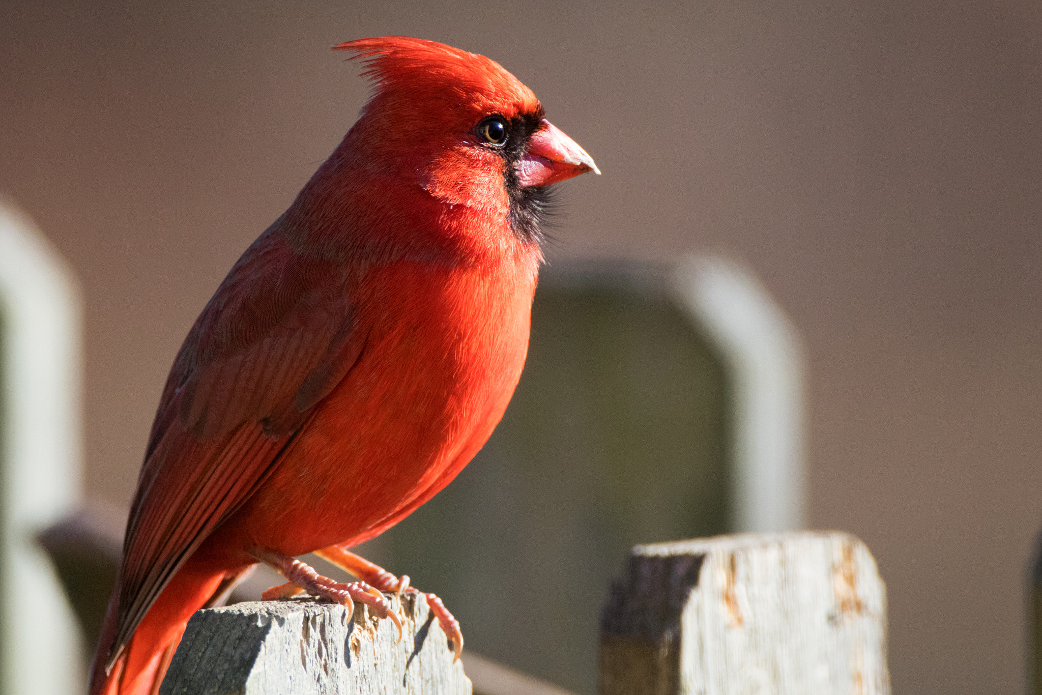 Canon EF 500mm F4L IS USM sample photo. Cardinal bright photography