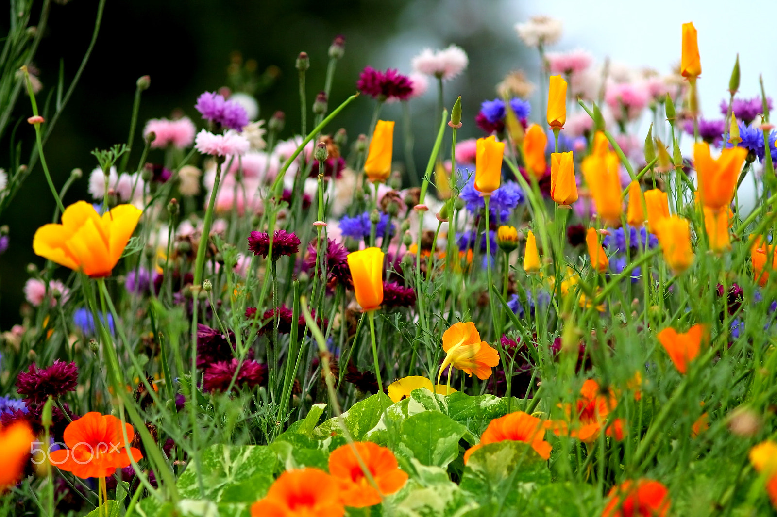Canon EF 35-80mm f/4-5.6 sample photo. Summer flower meadow photography