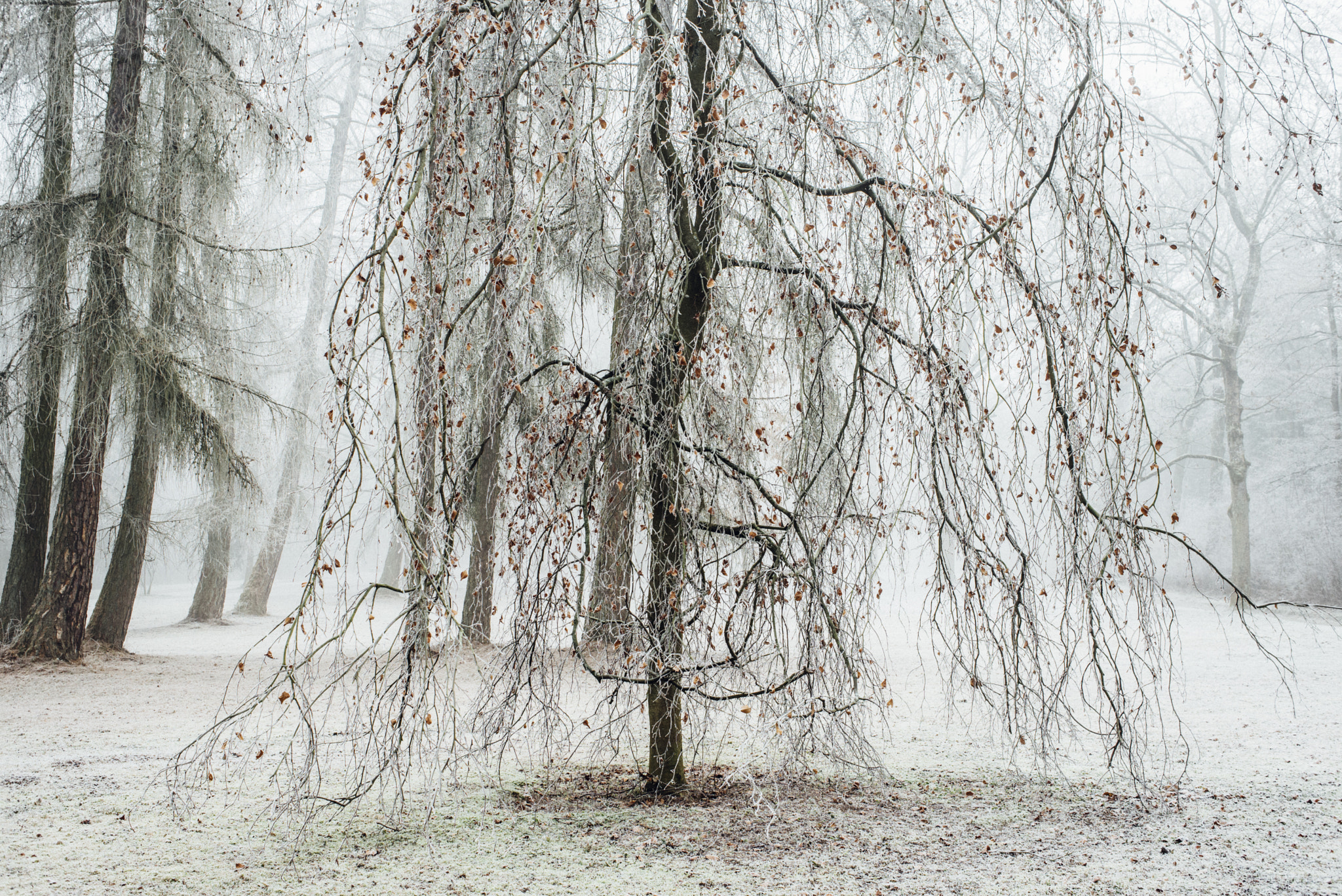 Nikon D610 + AF Nikkor 35mm f/2 sample photo. Frost photography