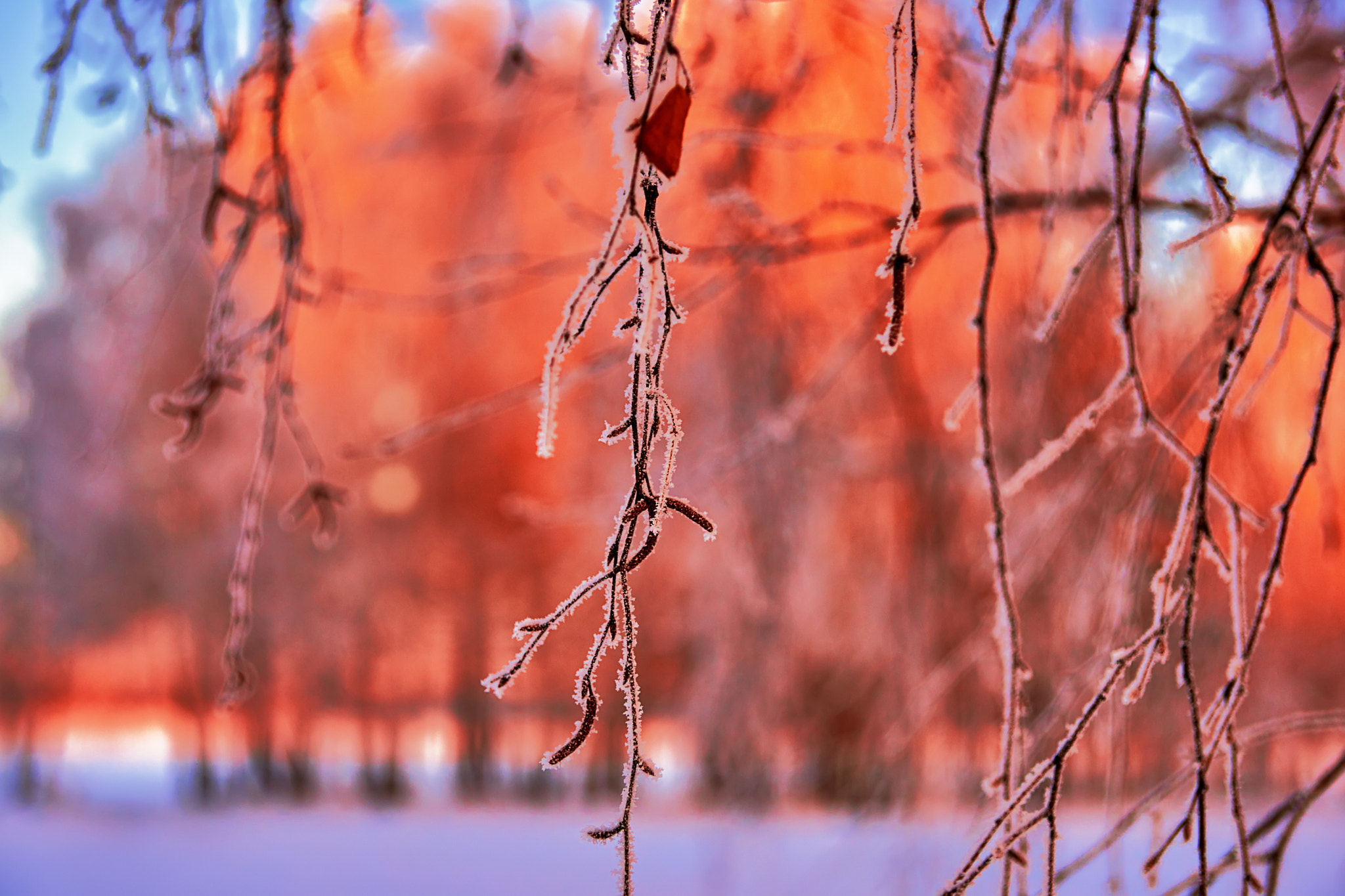 Sony Alpha DSLR-A850 sample photo. Scarlet bokeh photography