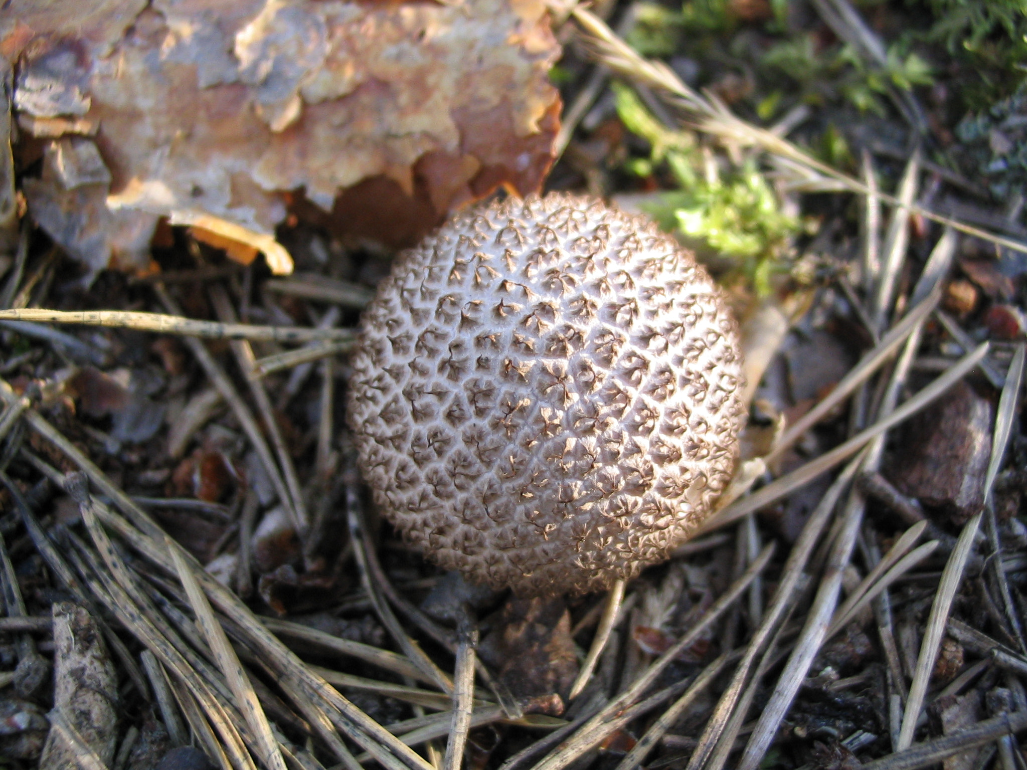Canon POWERSHOT A70 sample photo. Mushrooms photography