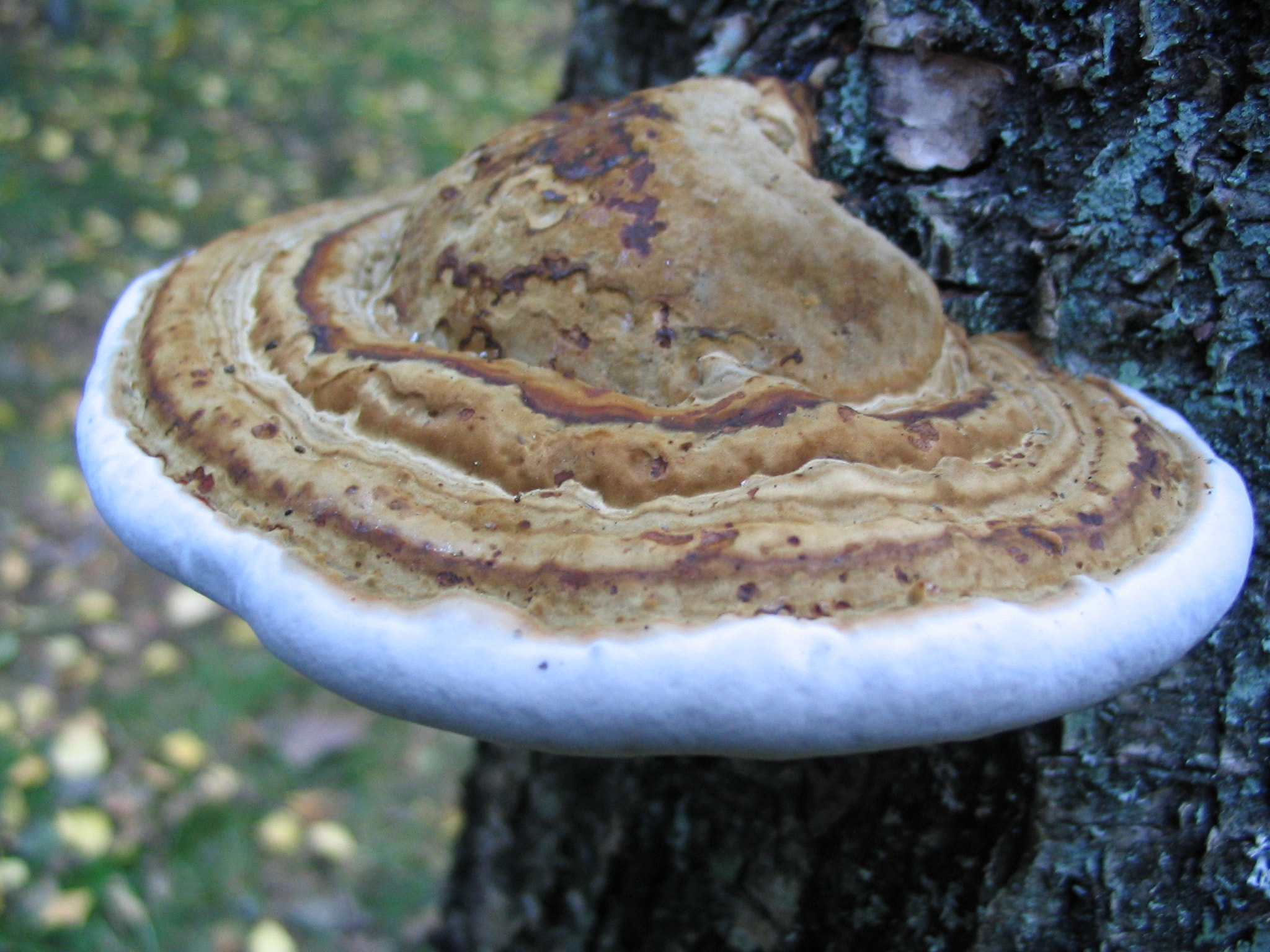 Canon POWERSHOT A70 sample photo. Mushrooms photography