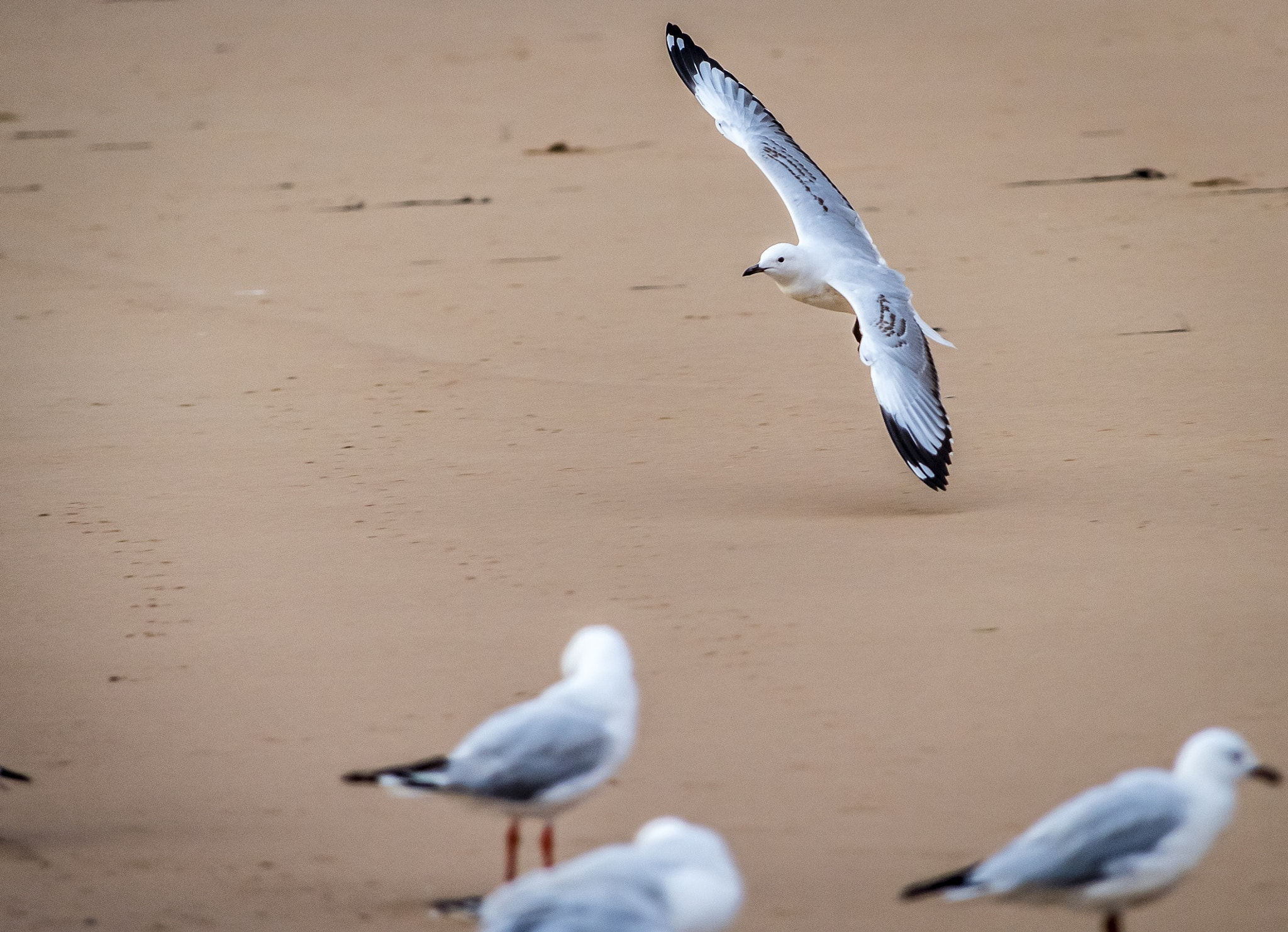 Nikon D810 sample photo. Coming in for landing photography