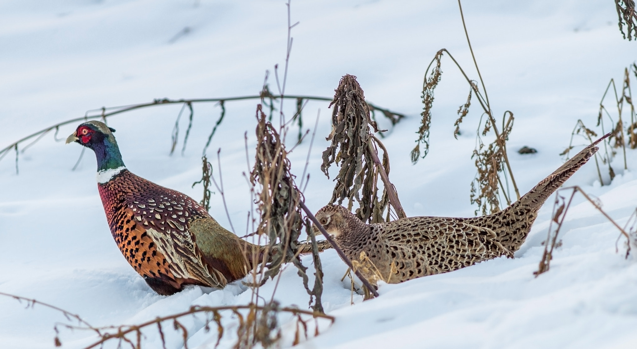 Canon EOS 700D (EOS Rebel T5i / EOS Kiss X7i) + Canon EF 200mm F2.8L II USM sample photo. Pheasants in snow photography