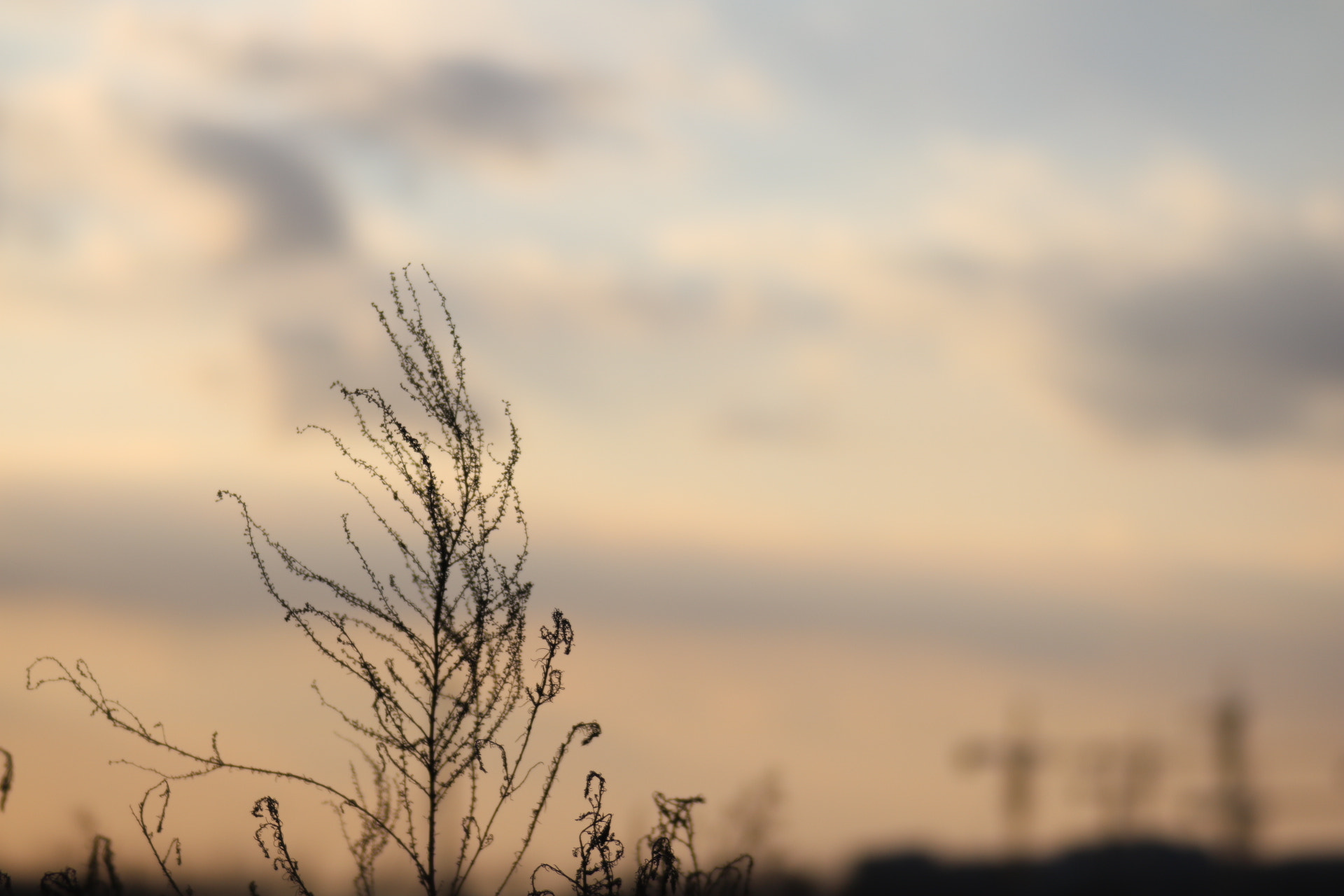 Canon EF 35-80mm f/4-5.6 sample photo