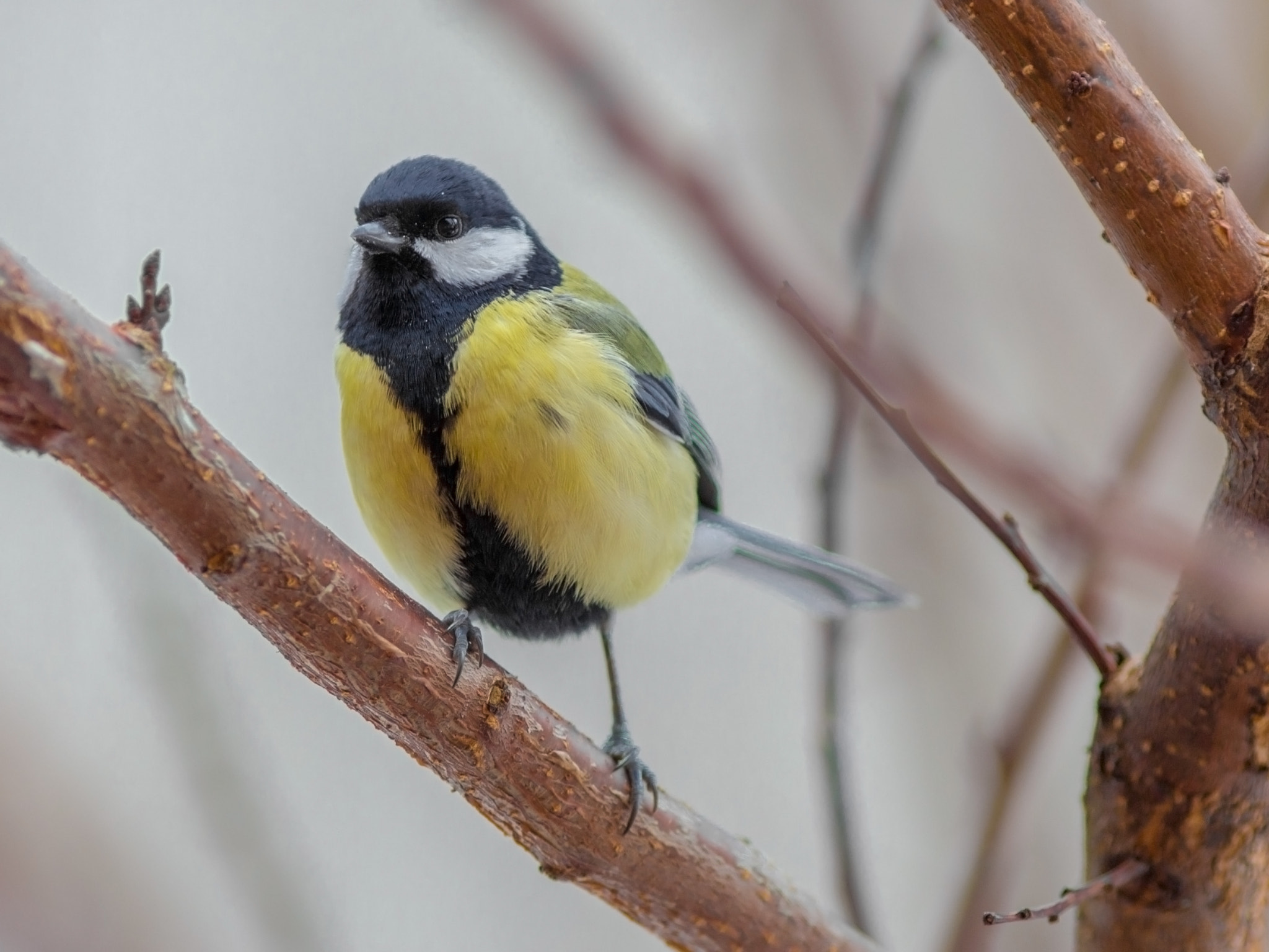 Canon EOS 700D (EOS Rebel T5i / EOS Kiss X7i) + Canon EF 200mm F2.8L II USM sample photo. Lining for feeder photography