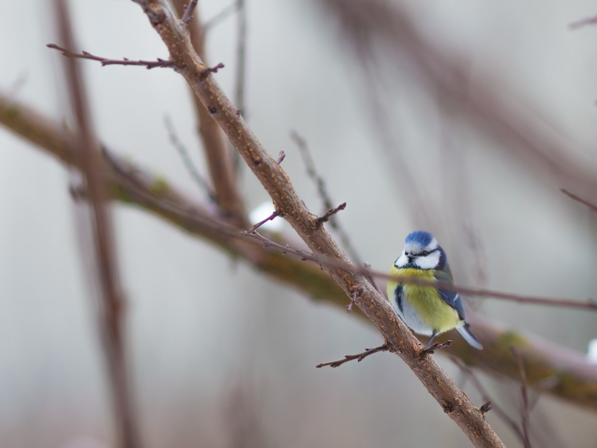 Canon EOS 700D (EOS Rebel T5i / EOS Kiss X7i) + Canon EF 200mm F2.8L II USM sample photo. Lining for feeder photography