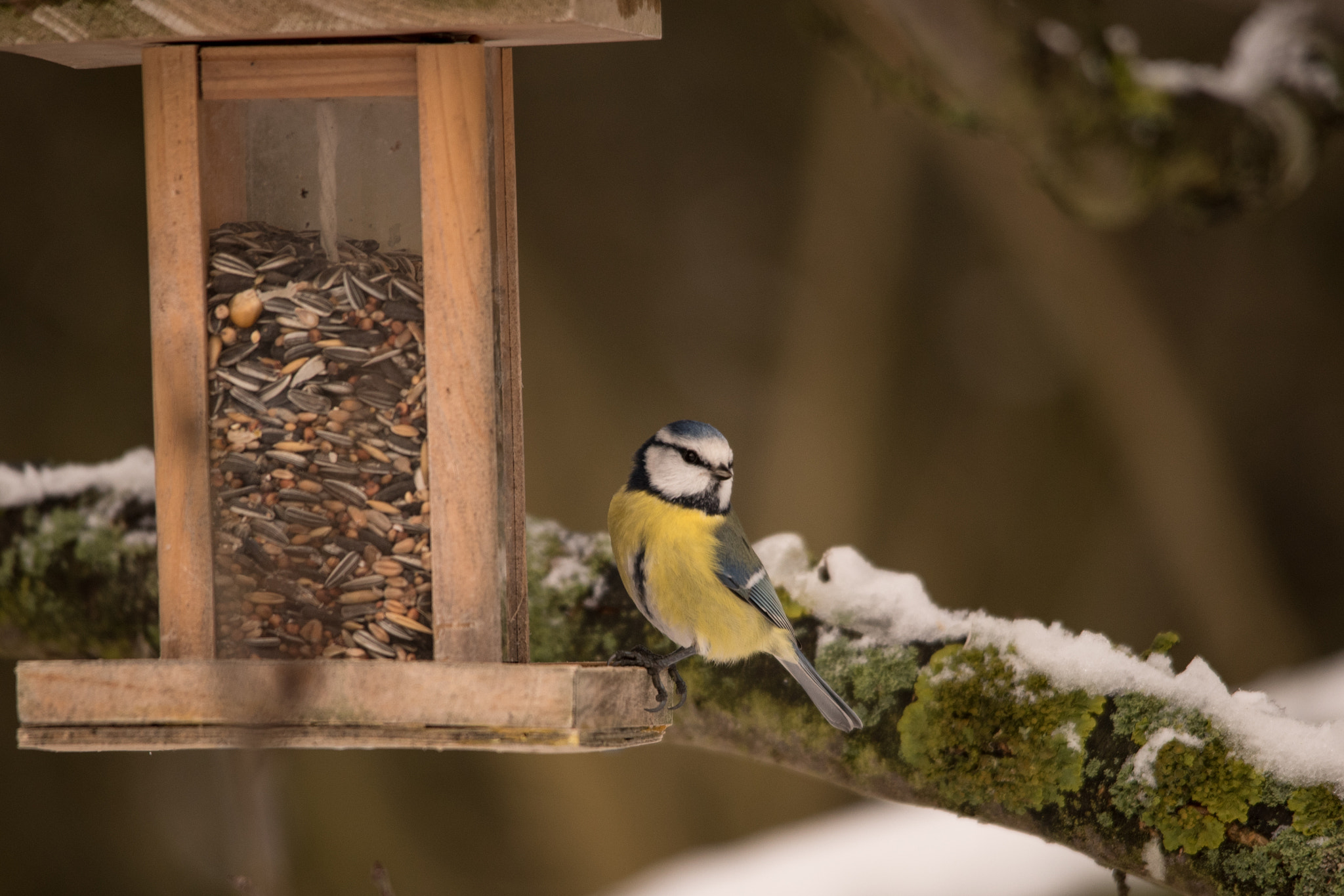 Sigma 150-500mm F5-6.3 DG OS HSM sample photo. Hey there - it's winter photography