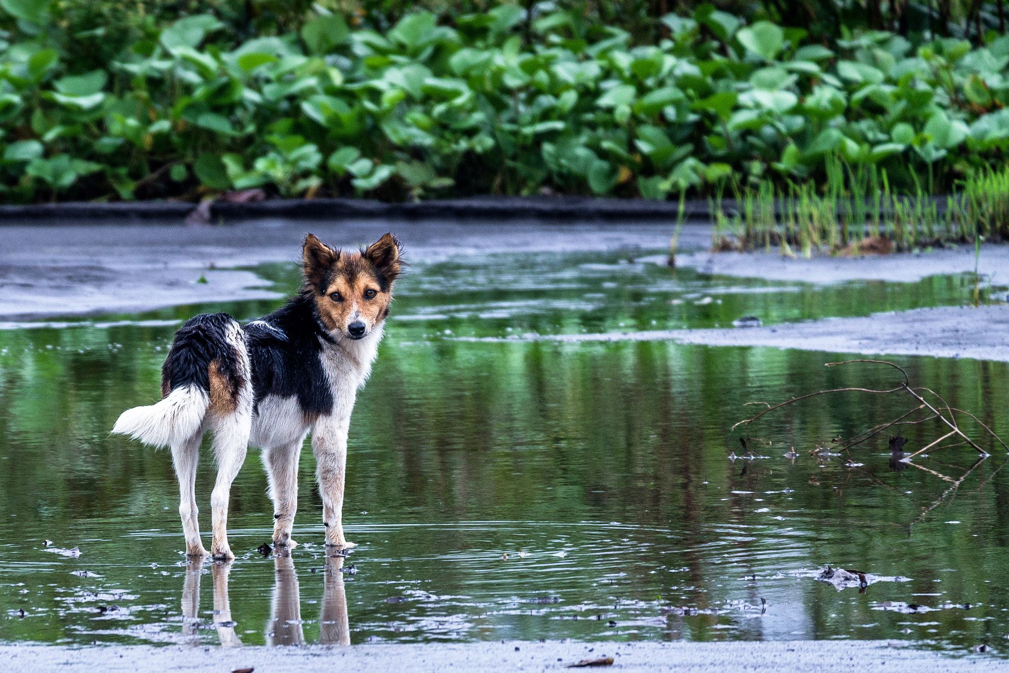 Fujifilm X-A2 sample photo. Dog puddle photography