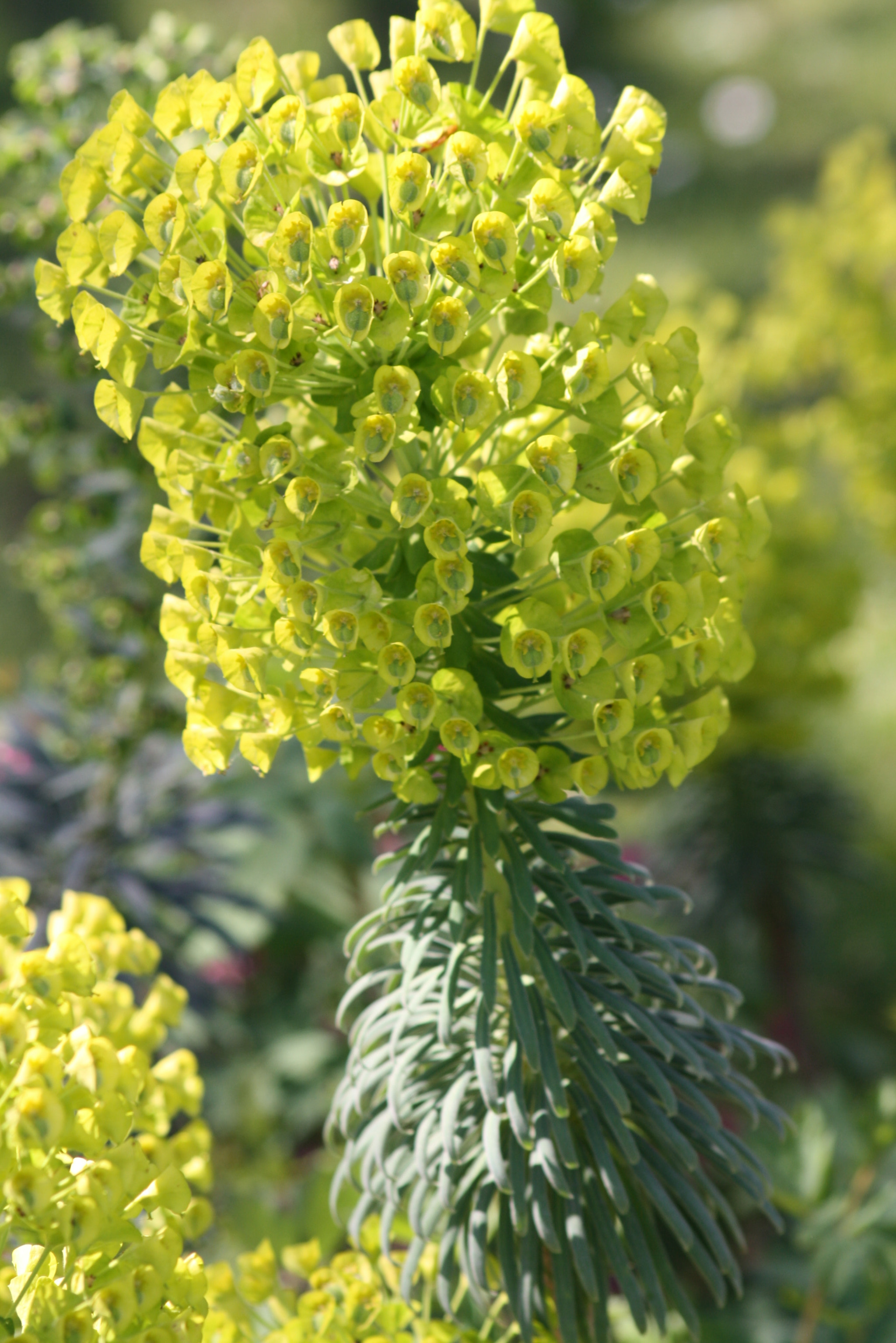 Sigma 70-300mm F4-5.6 APO DG Macro sample photo. Img photography