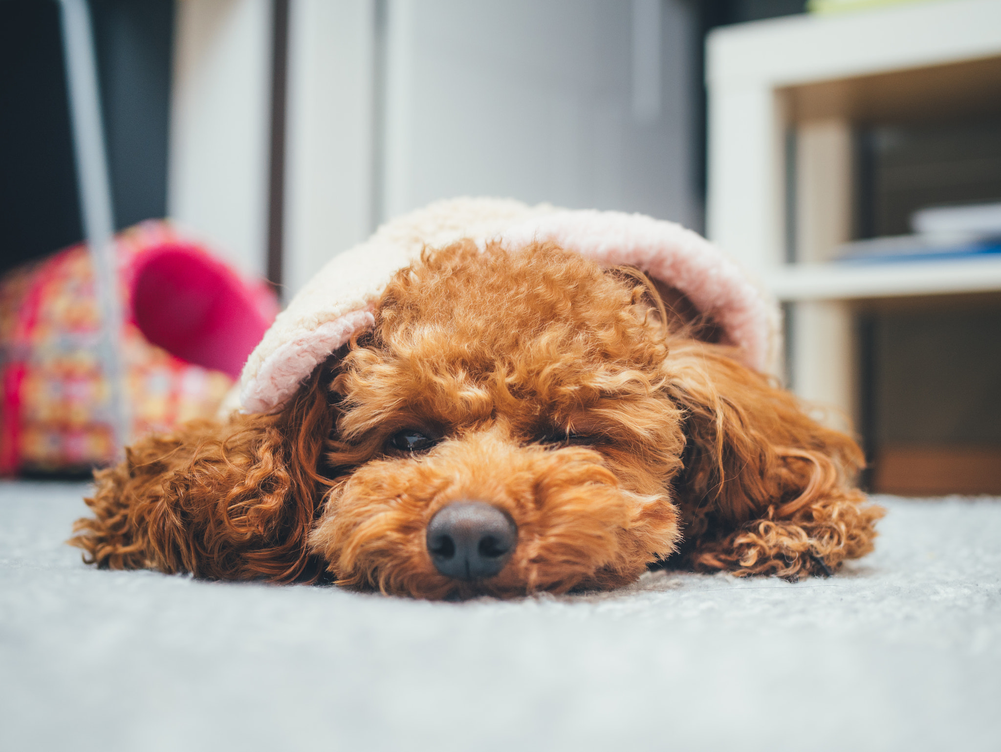 Panasonic Lumix DMC-GX85 (Lumix DMC-GX80 / Lumix DMC-GX7 Mark II) + Olympus M.Zuiko Digital 25mm F1.8 sample photo. Mochi puppy (푸름찹쌀떡) photography