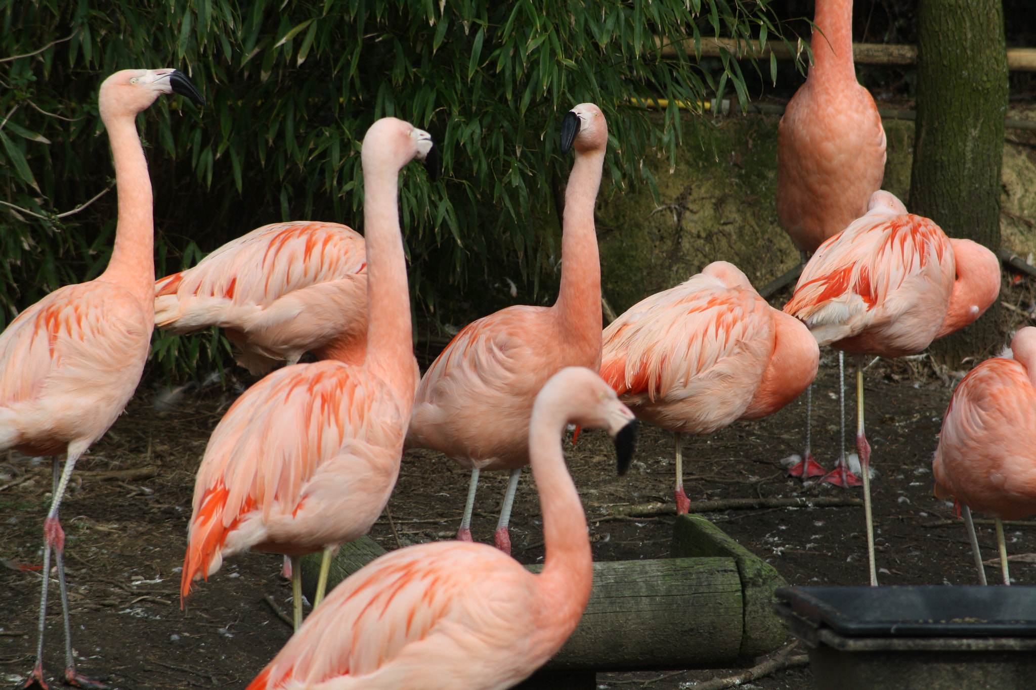 Canon EF 55-200mm F4.5-5.6 II USM sample photo. Img photography