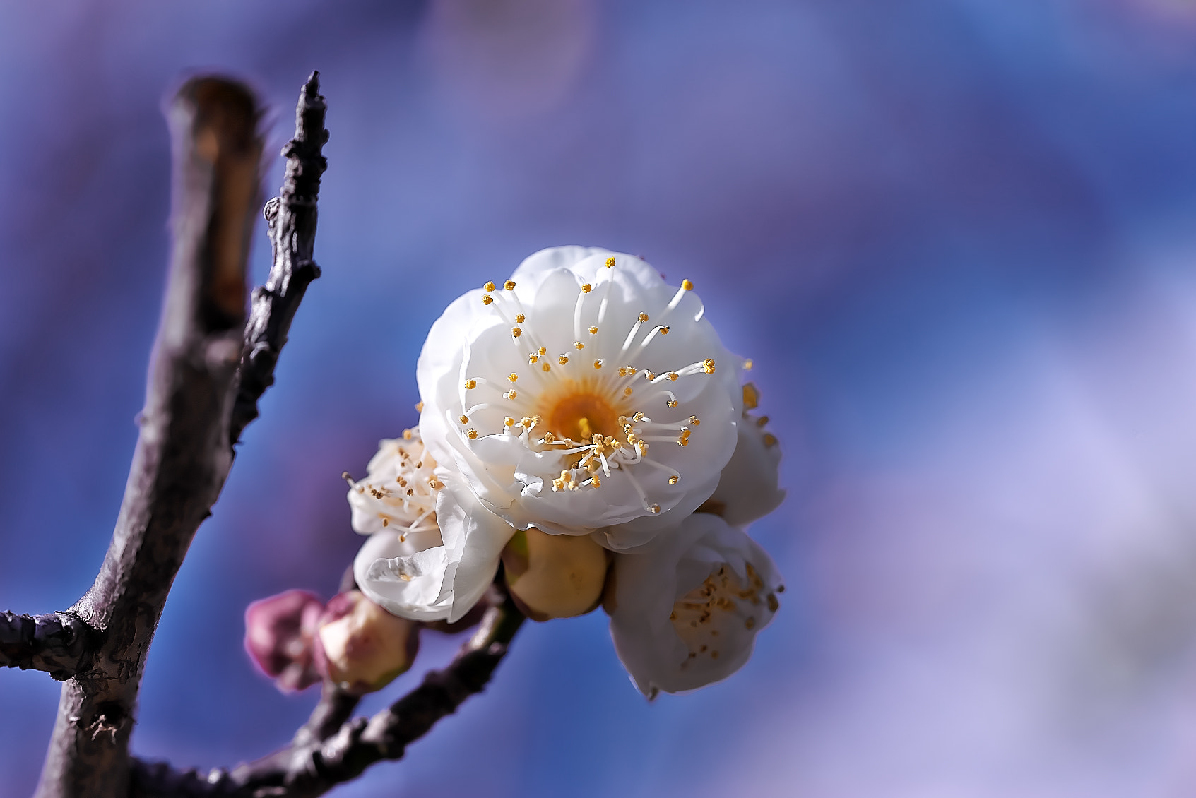 Sony a7R + Sony FE 90mm F2.8 Macro G OSS sample photo. Plum blossom photography