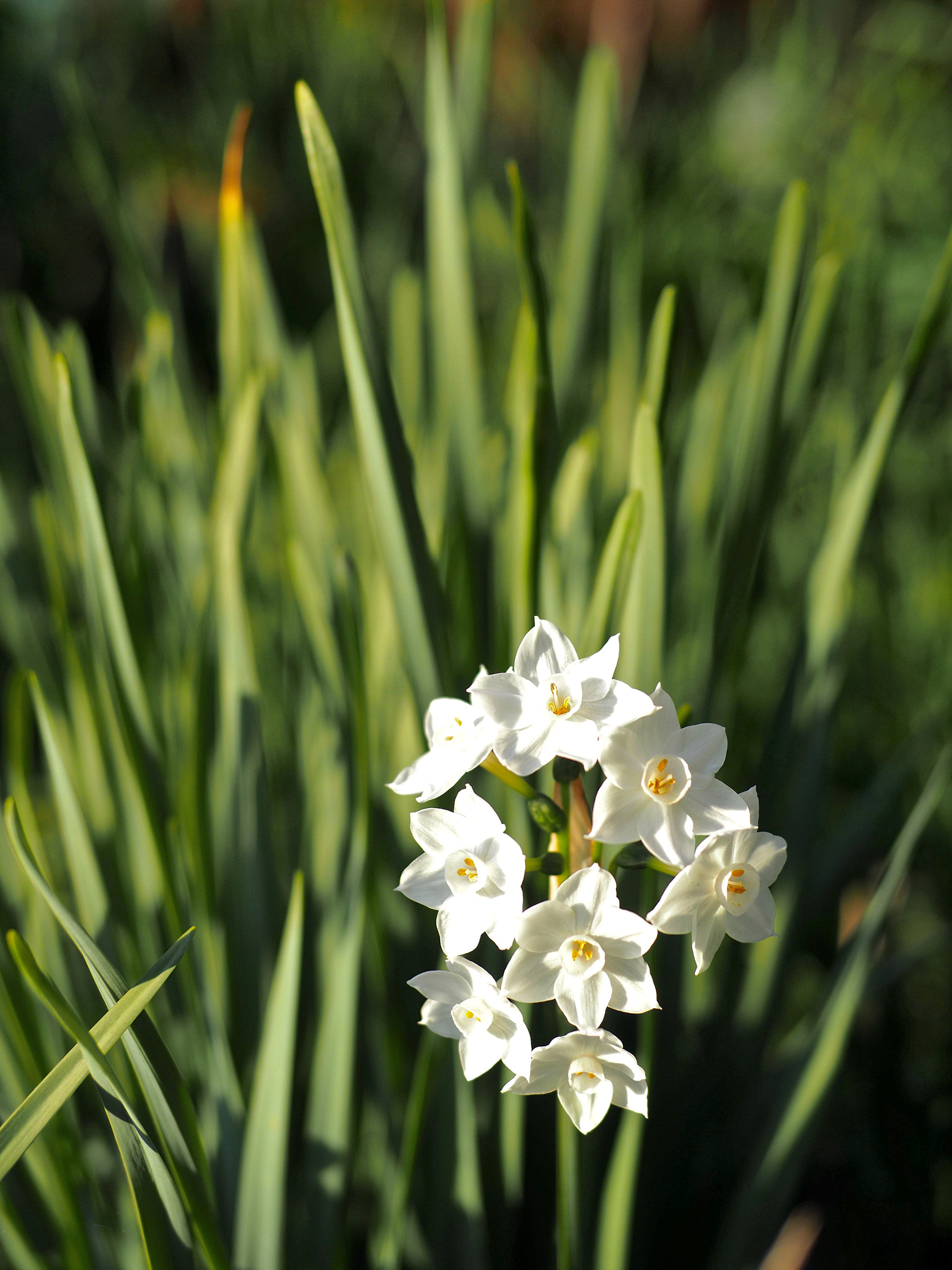 Olympus OM-D E-M5 II sample photo. Garden daffodils  photography