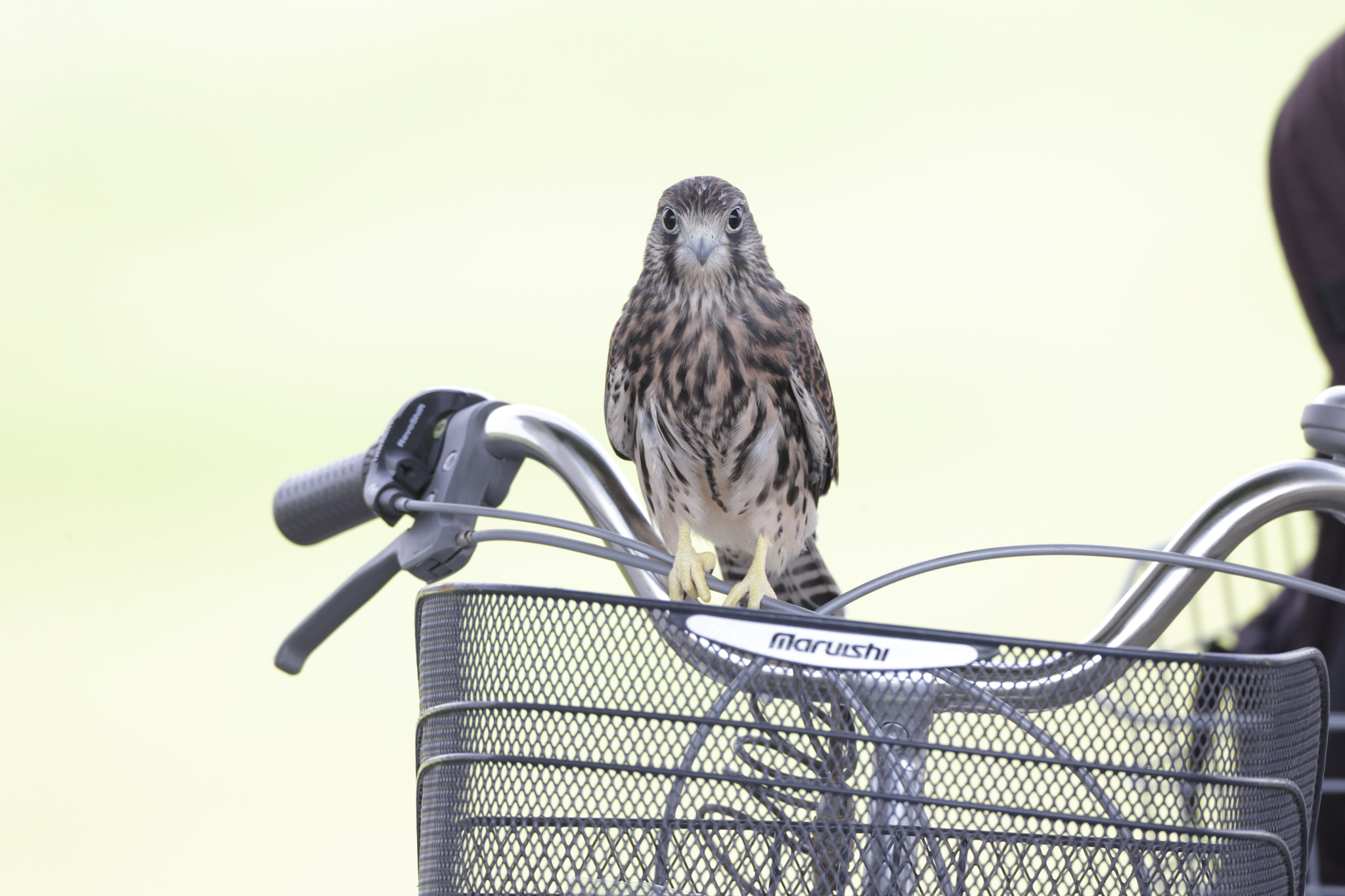 Canon EF 800mm F5.6L IS USM sample photo. チョウゲンボウ common kestrel photography