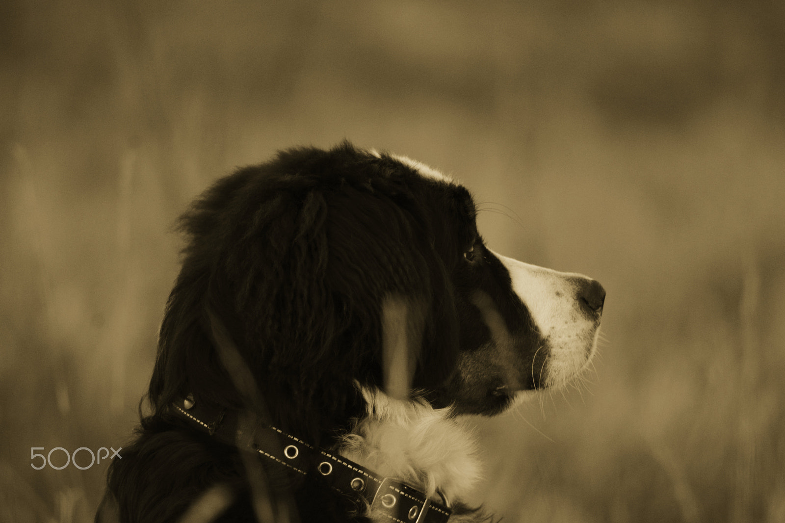 Nikon AF Nikkor 70-300mm F4-5.6G sample photo. Bailey 1 photography