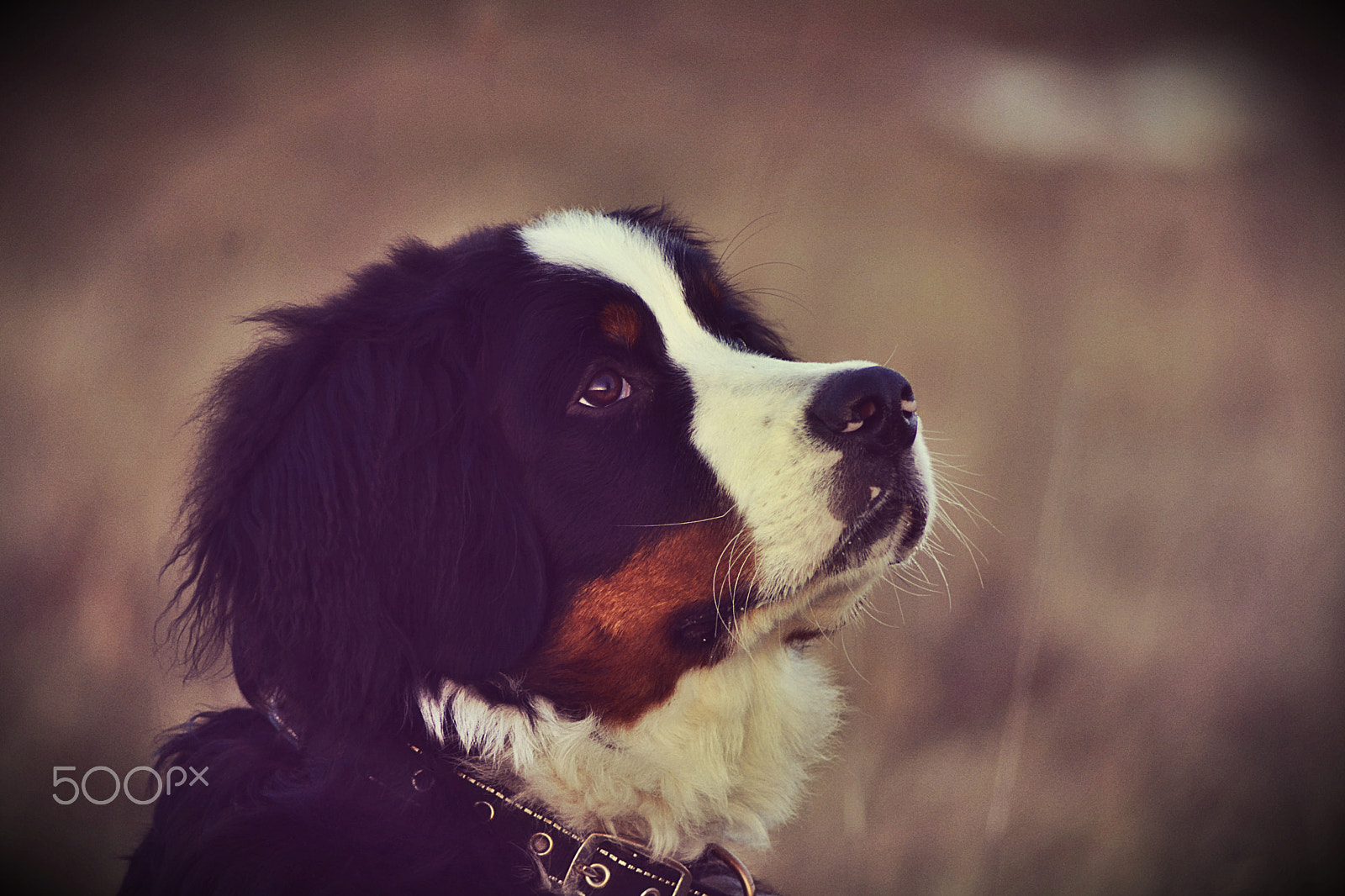 Nikon AF Nikkor 70-300mm F4-5.6G sample photo. Bailey 3 photography