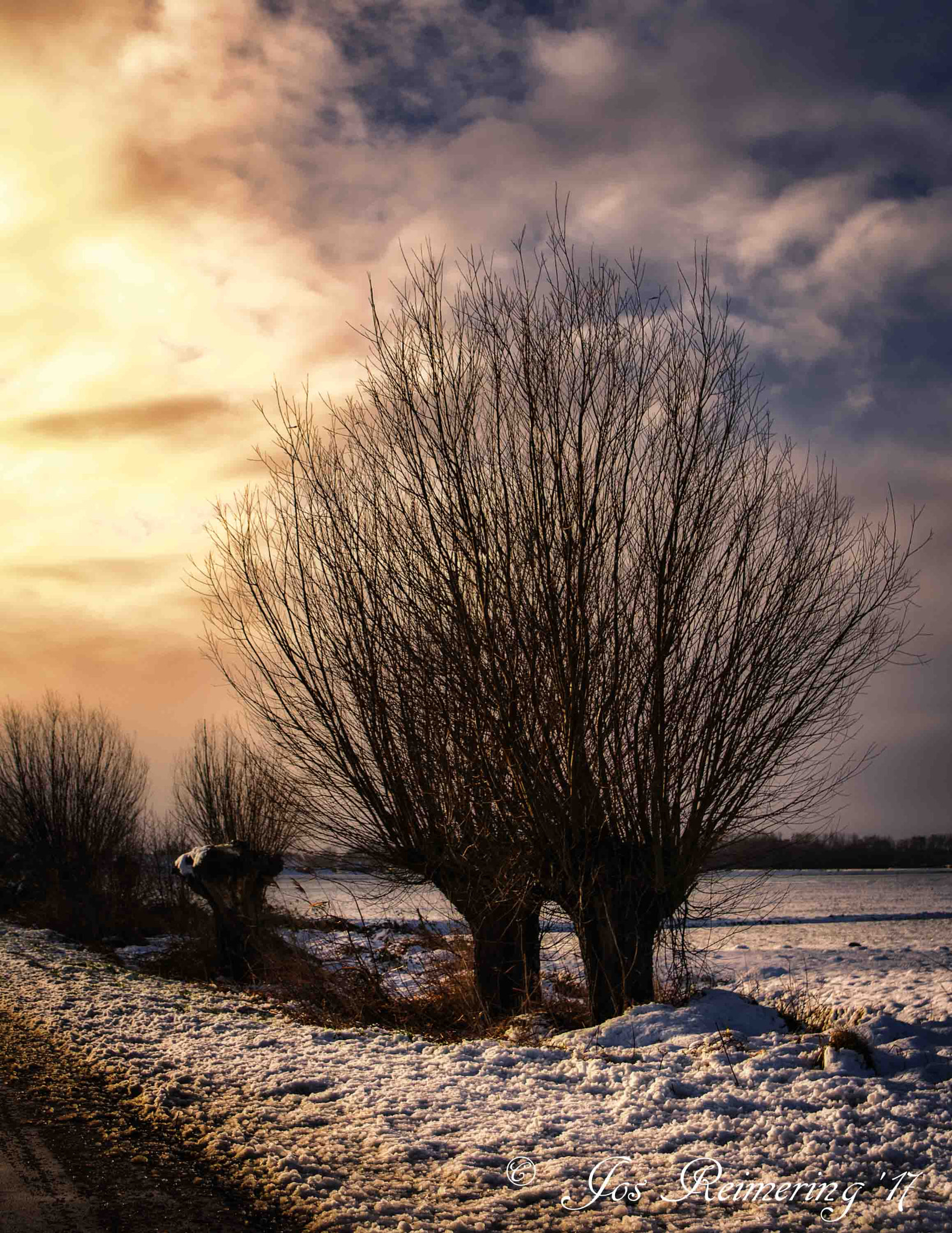 Sigma 17-50mm F2.8 EX DC OS HSM sample photo. Willow photography