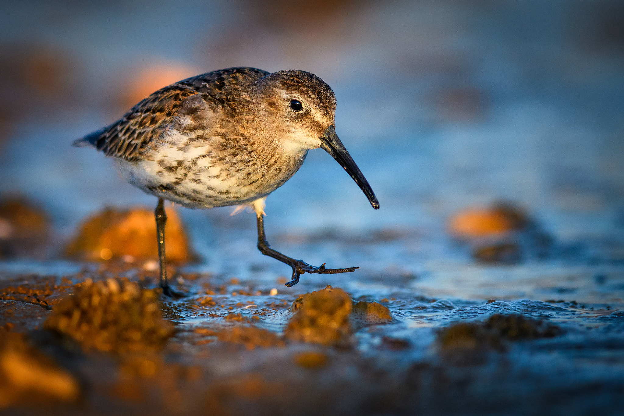 Nikon D500 + Nikon AF-S Nikkor 300mm F4D ED-IF sample photo. Dunlin photography