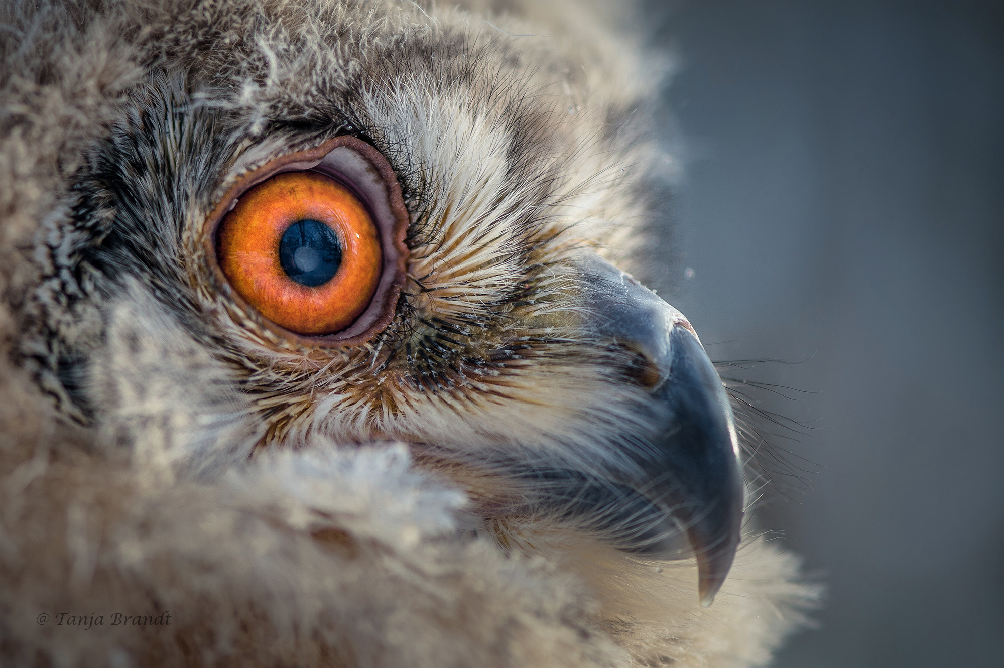 Nikon D4 sample photo. Eyes ... photography