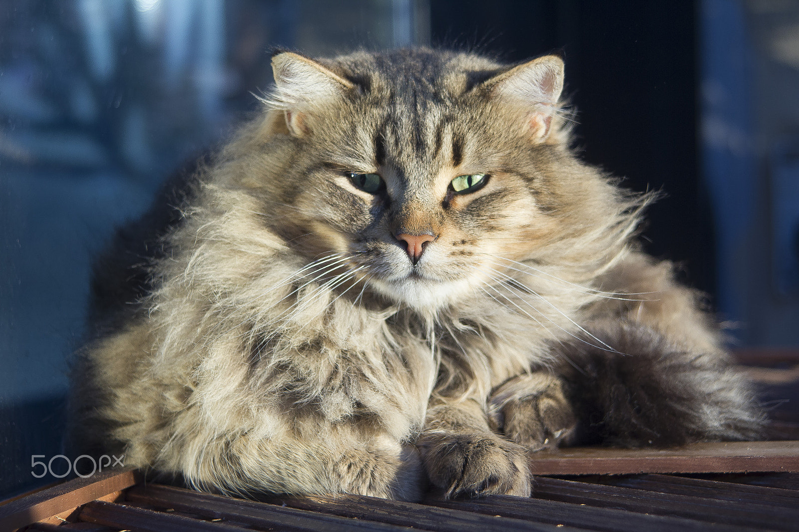 Canon EF 35-105mm f/4.5-5.6 USM sample photo. Hairy cat photography