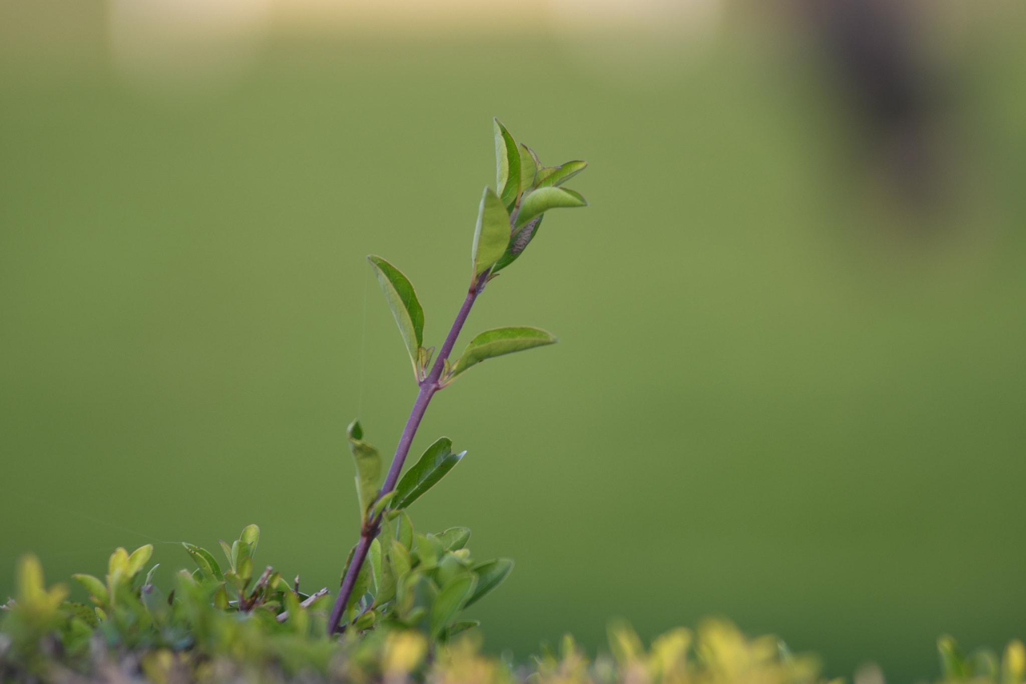 Nikon AF-Nikkor 80-200mm F2.8D ED sample photo