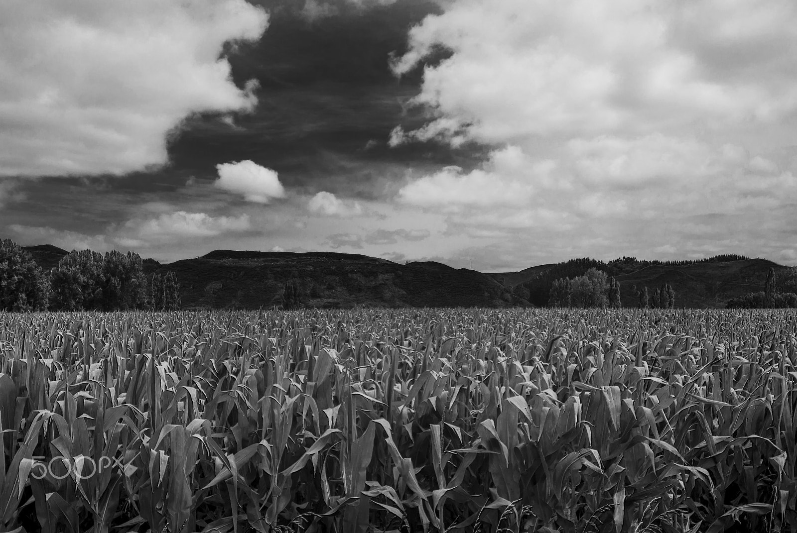 Pentax K10D sample photo. Golden fields of corn photography