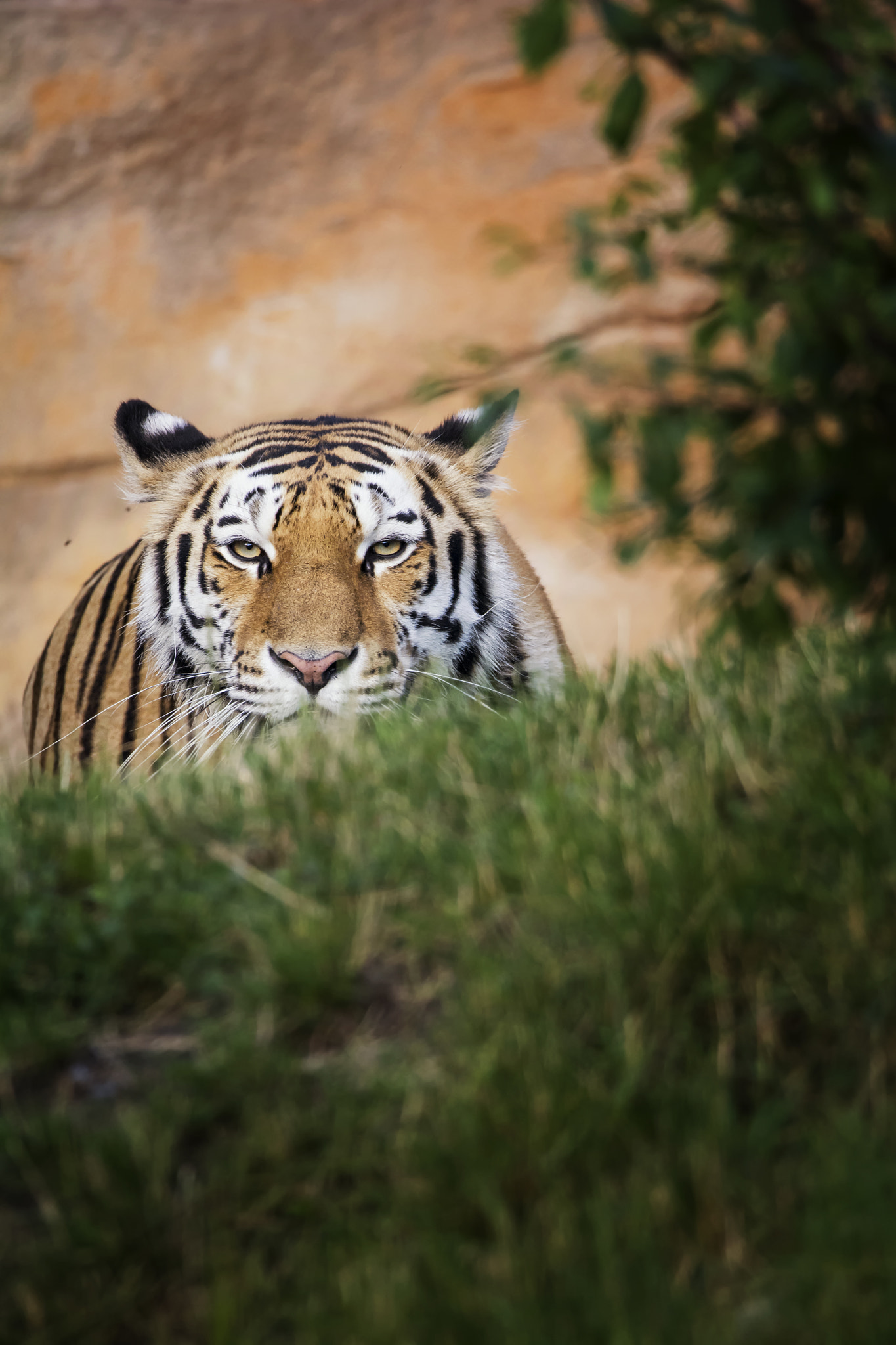 Nikon D7100 sample photo. Siberian tiger (panthera tigris altaica) photography