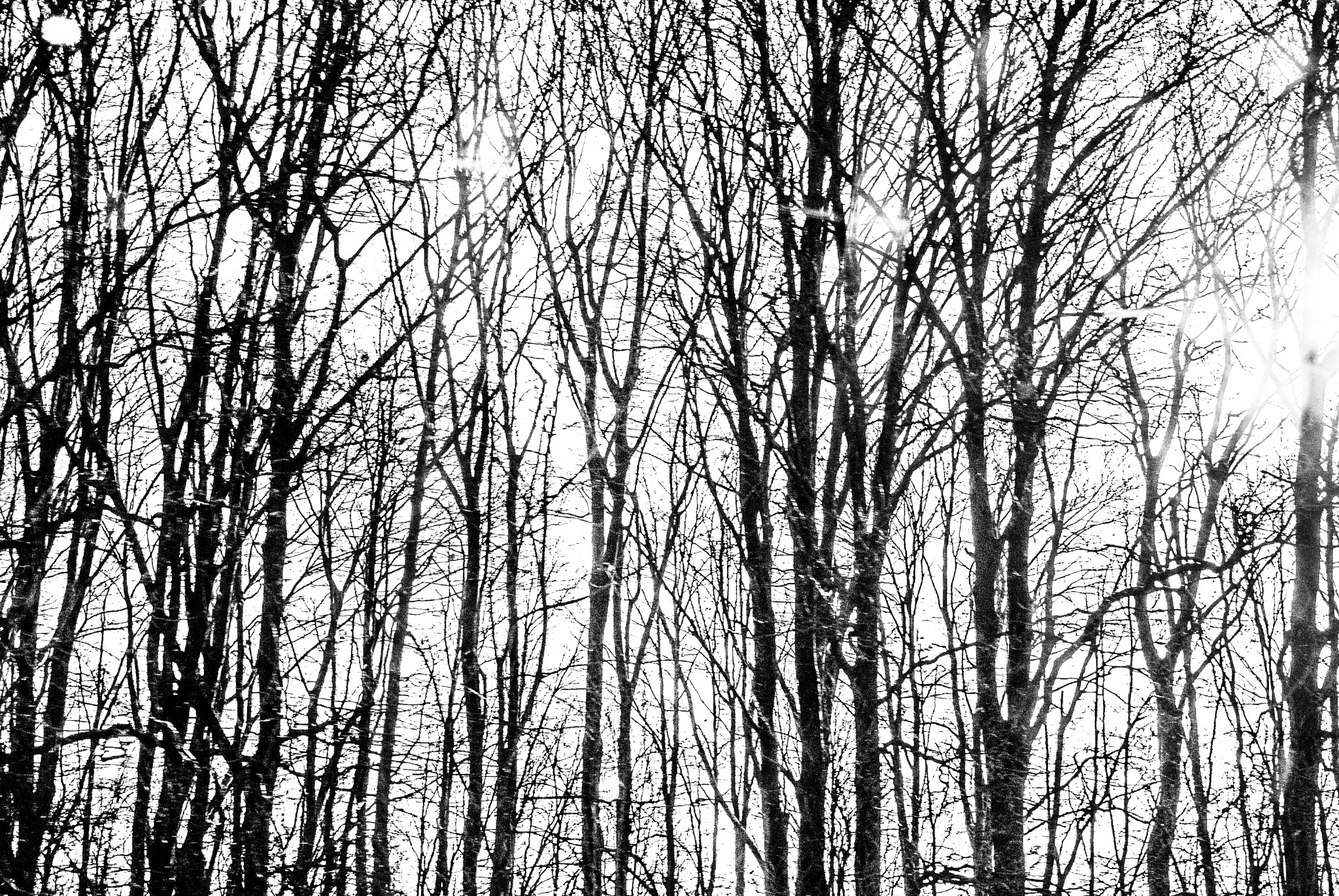 Nikon D200 sample photo. Trees on the move photography