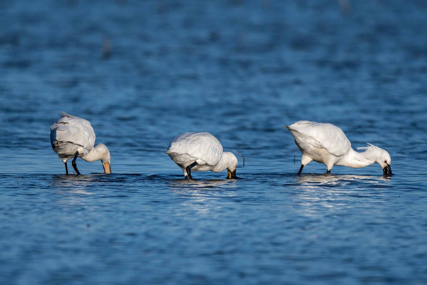 Nikon AF-S Nikkor 600mm F4E FL ED VR sample photo. Spoonbills photography