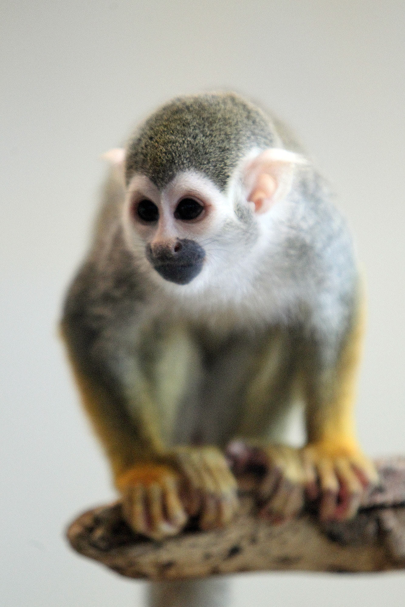 Canon EOS-1D Mark IV + Canon EF 70-200mm F2.8L IS USM sample photo. Squirrel monkey photography